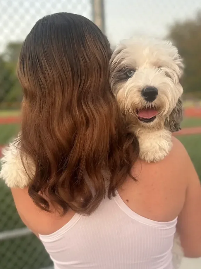 Lady holding a blue merle parti mini Australian Labradoodle with one blue eye