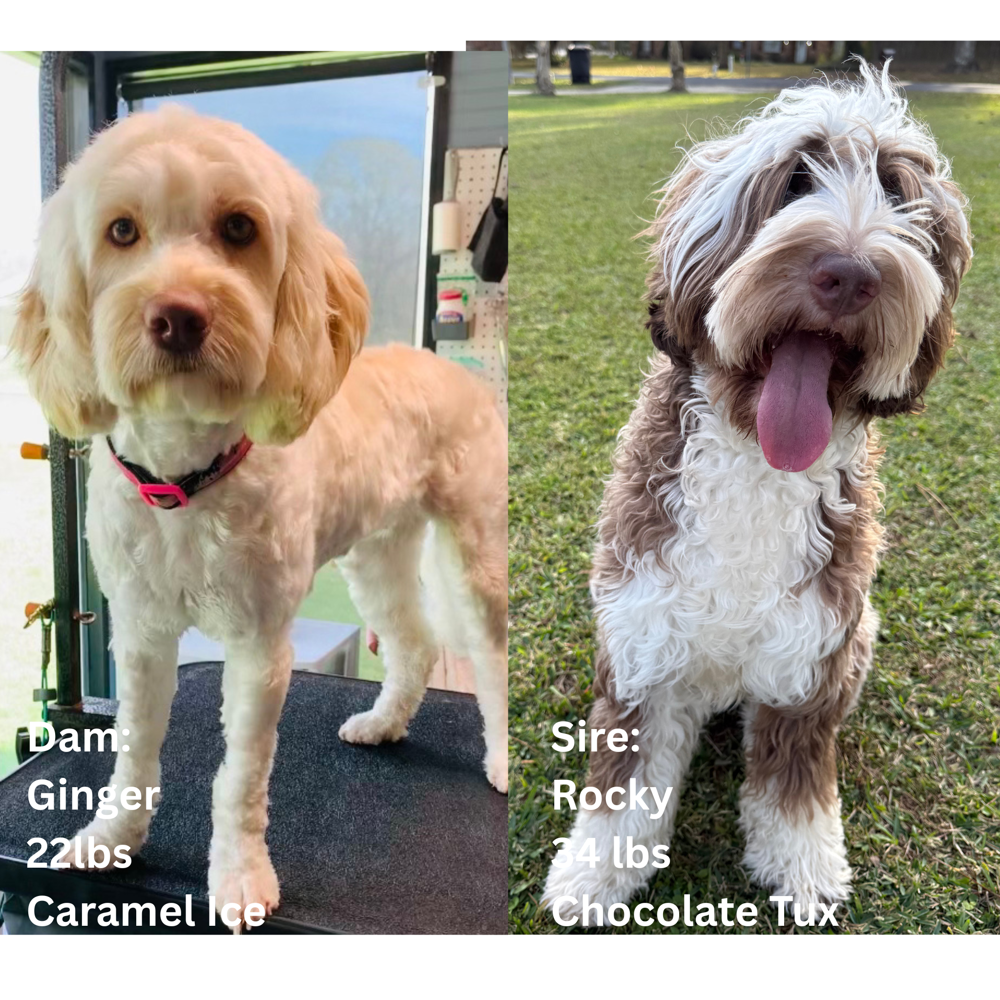 chocolate tuxedo australian labradoodle and caramel ice breeding pair