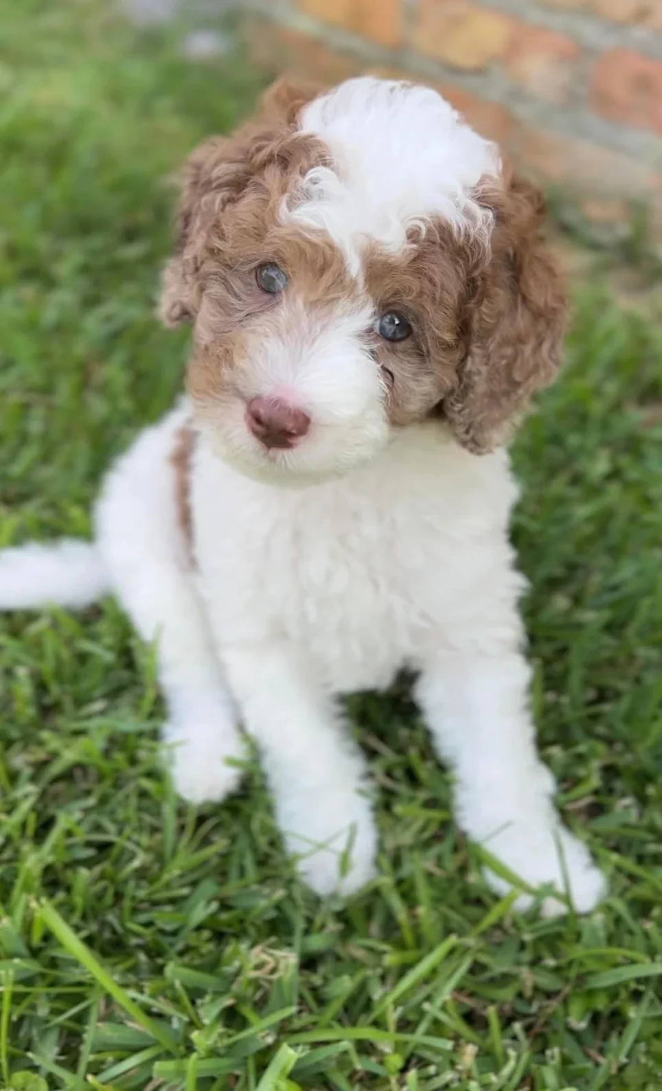 chocolate parti mini Australian Labradoodle puppy