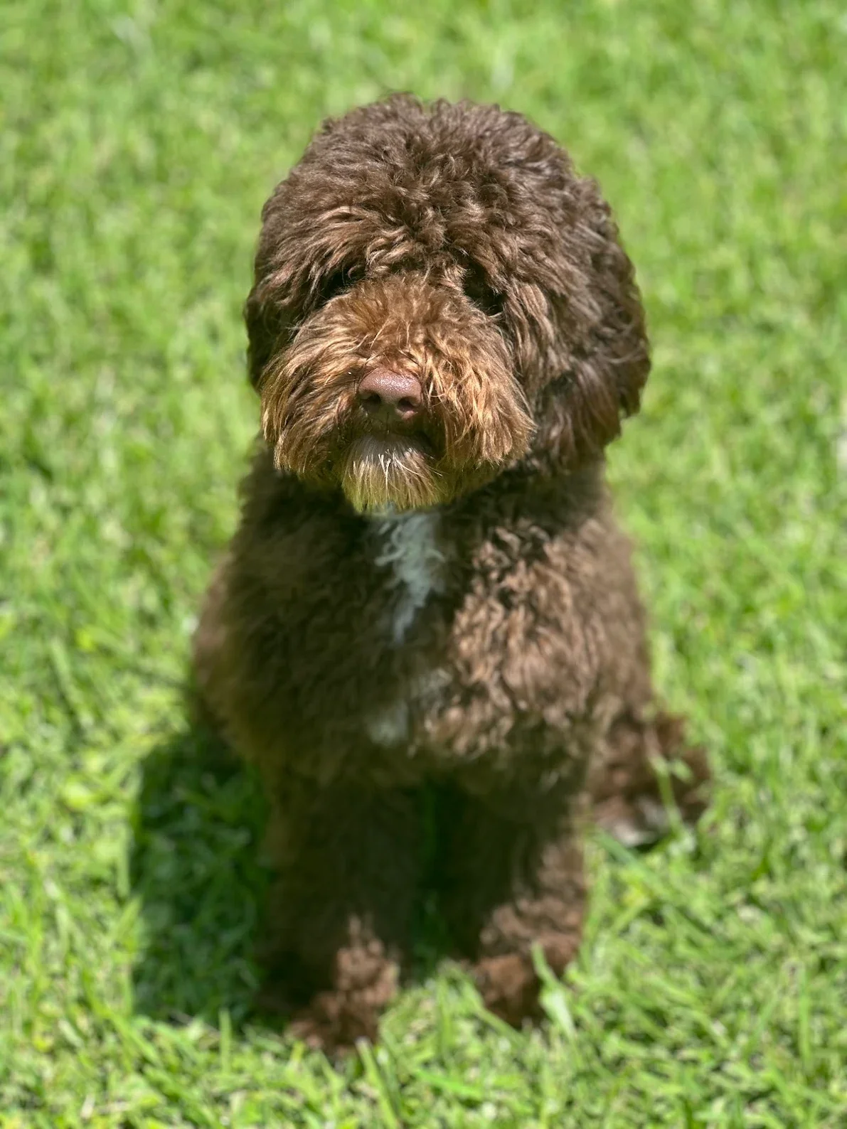 Chocolate mini Australian Labradoodle puppy with wavy hair