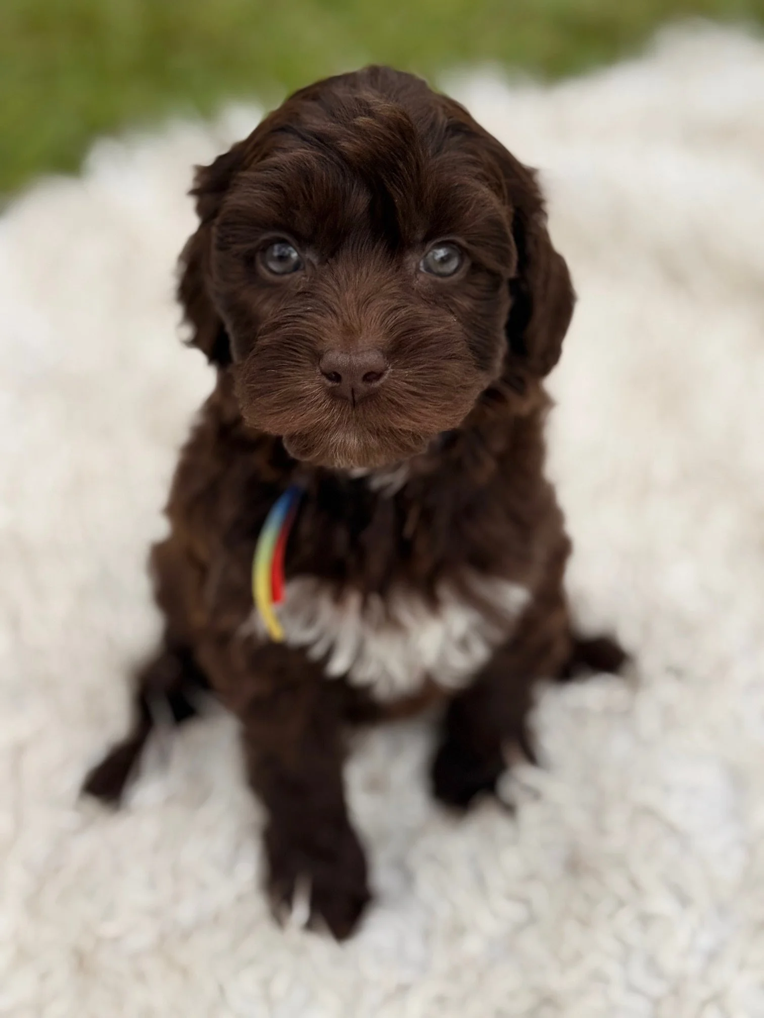 Rainbow Collar - Female