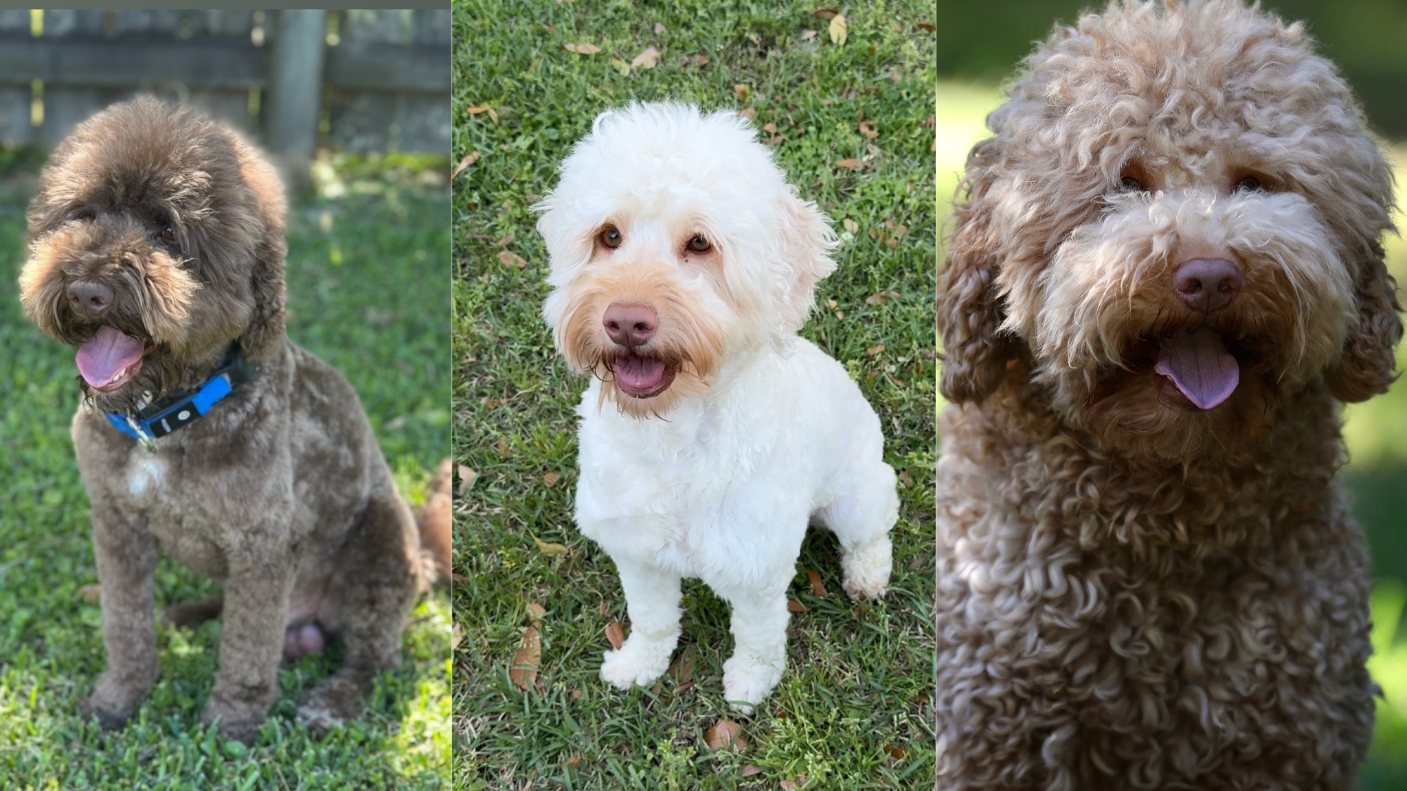 Cinnamon X Studmuffin/Blue