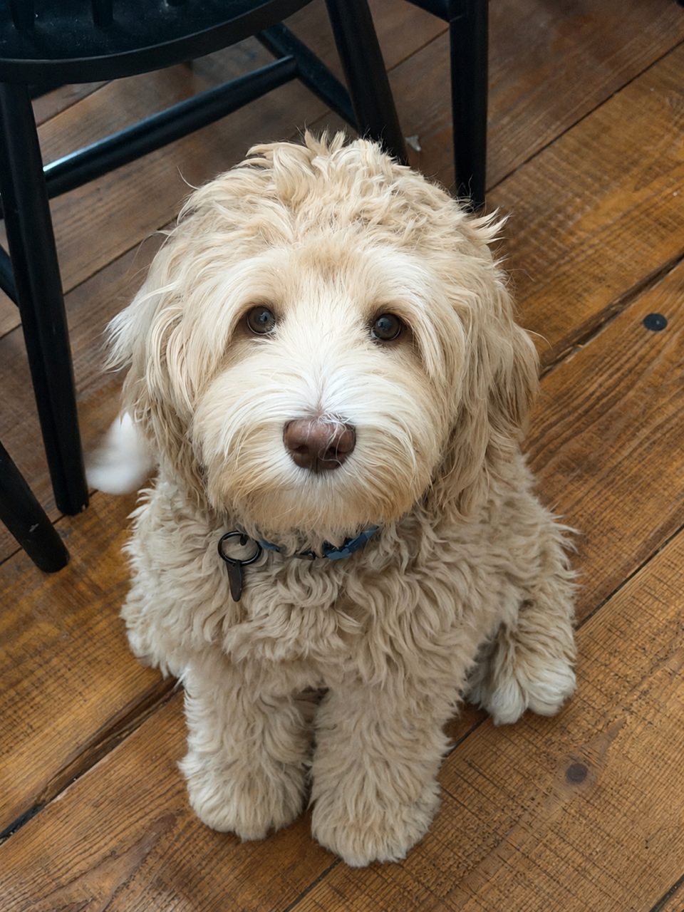 Gorgeous caramel cream mini Australian Labradoodle with straight hair