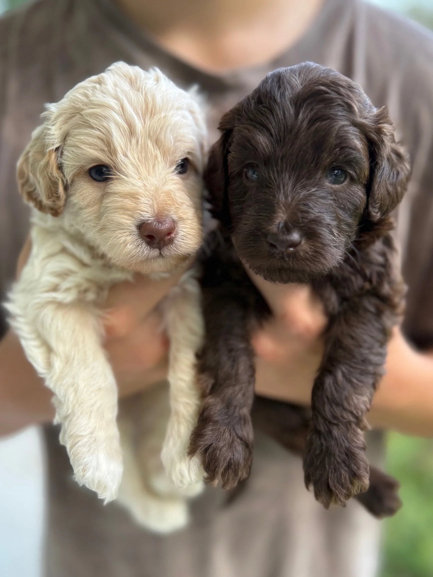 Adorable mini australian labradoodle chocolate and cream or caramel puppies