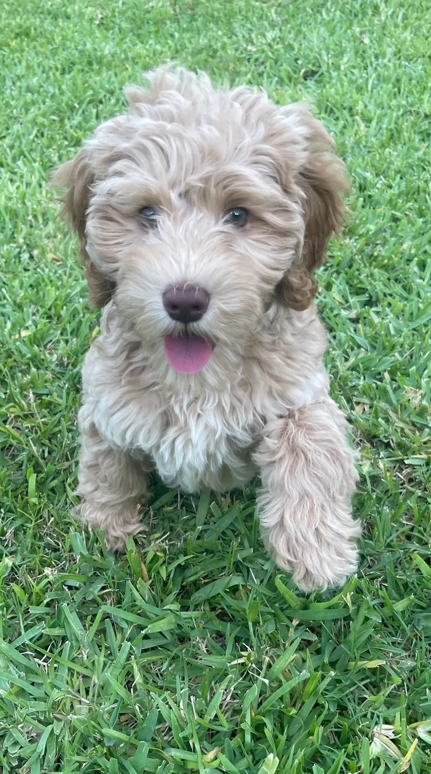 light caramel  tuxedo australian labradoodle puppy sitting in the grass 