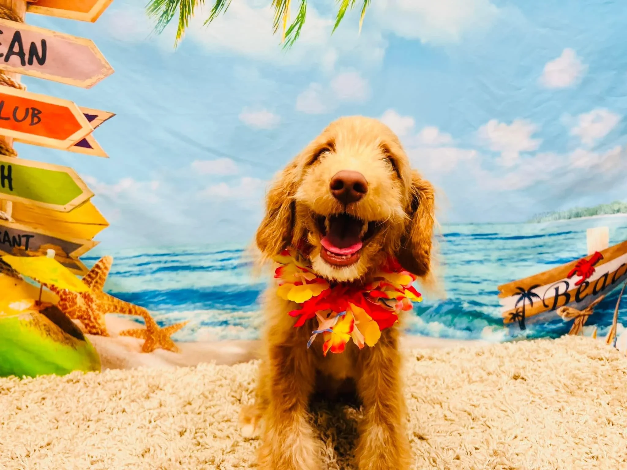 -unfurnished caramel Australina Labradoodle puppy smiling at the camera