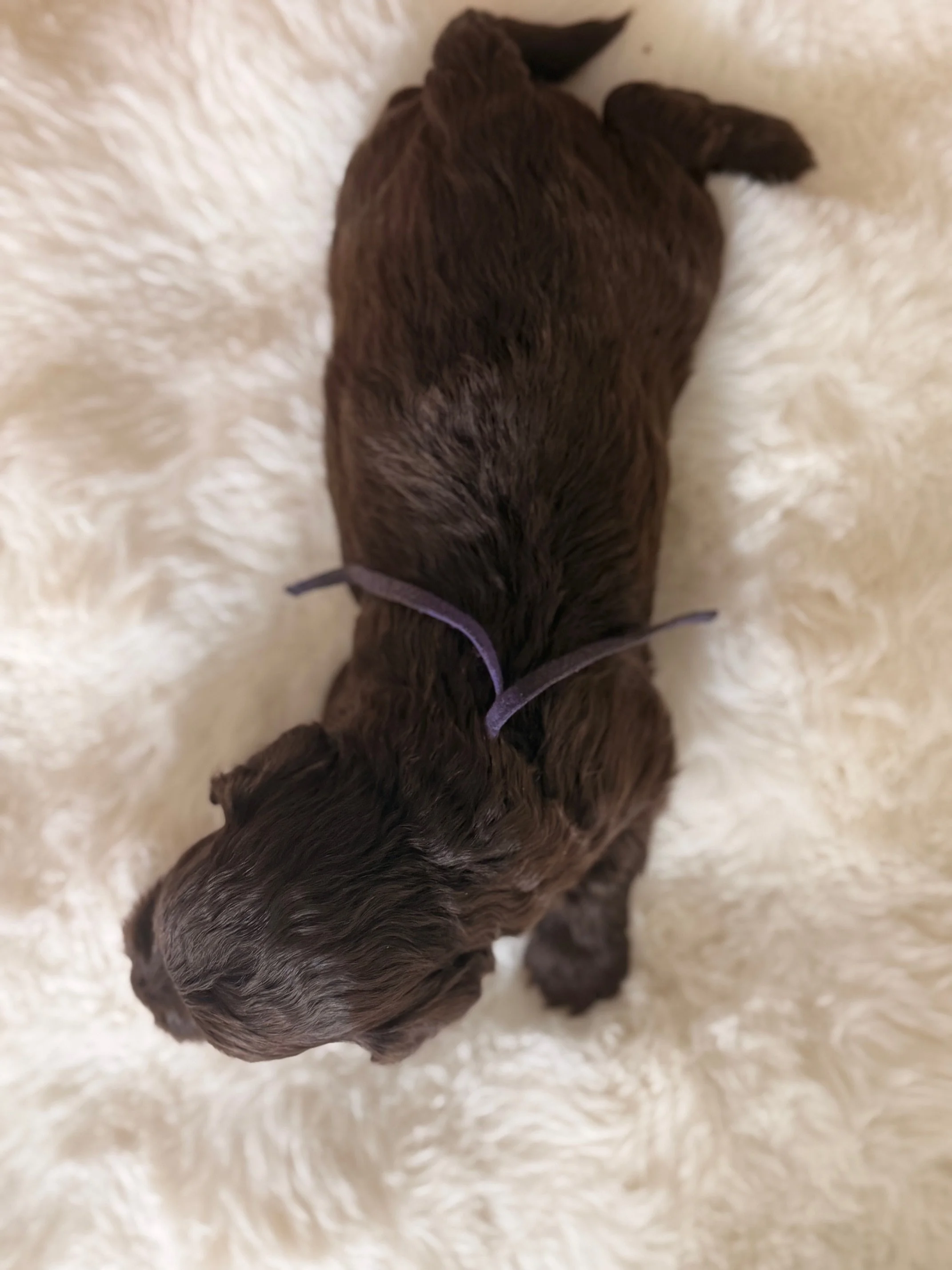 Purple Collar - Male