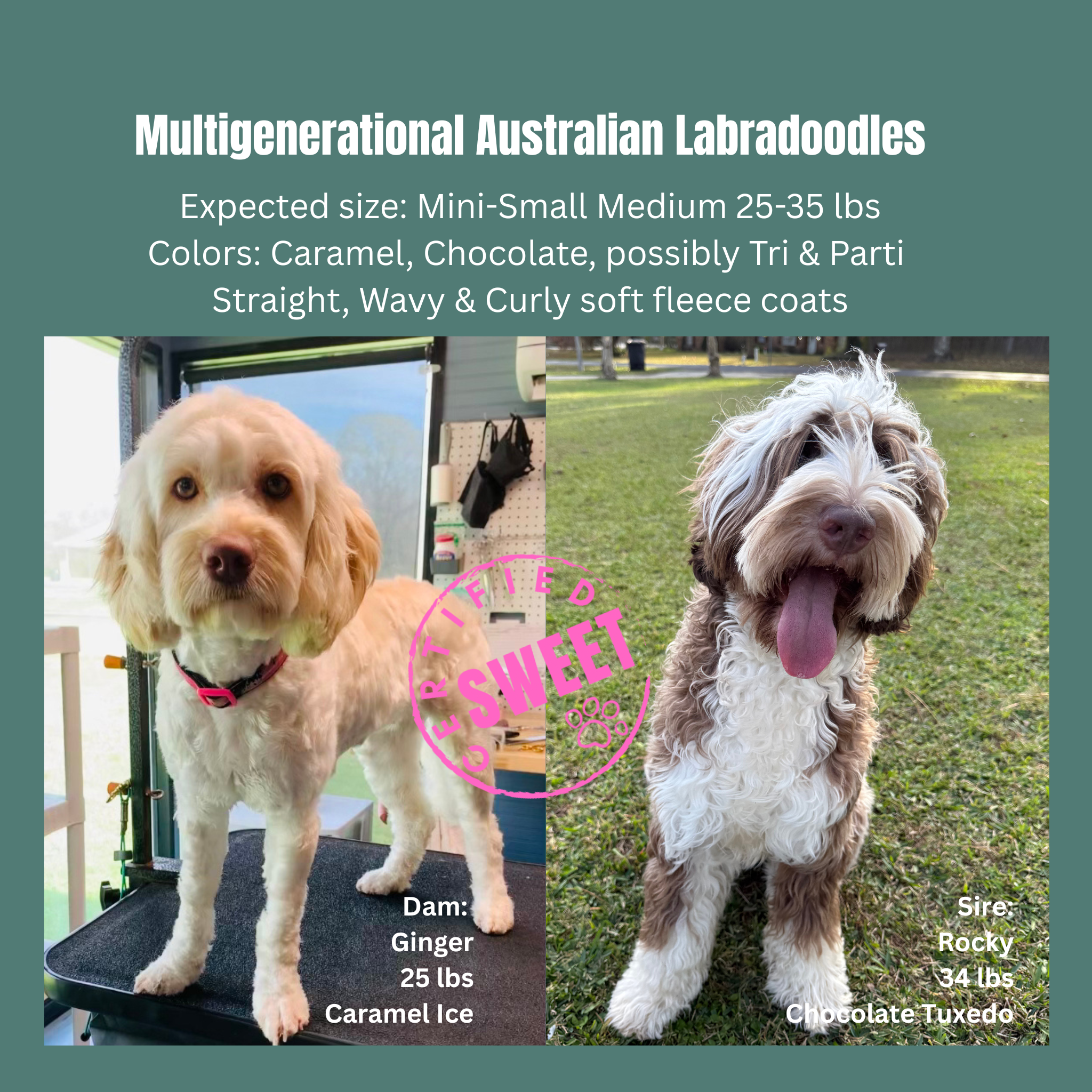 CHocolate tuxedo and caramel puppy litter announcement