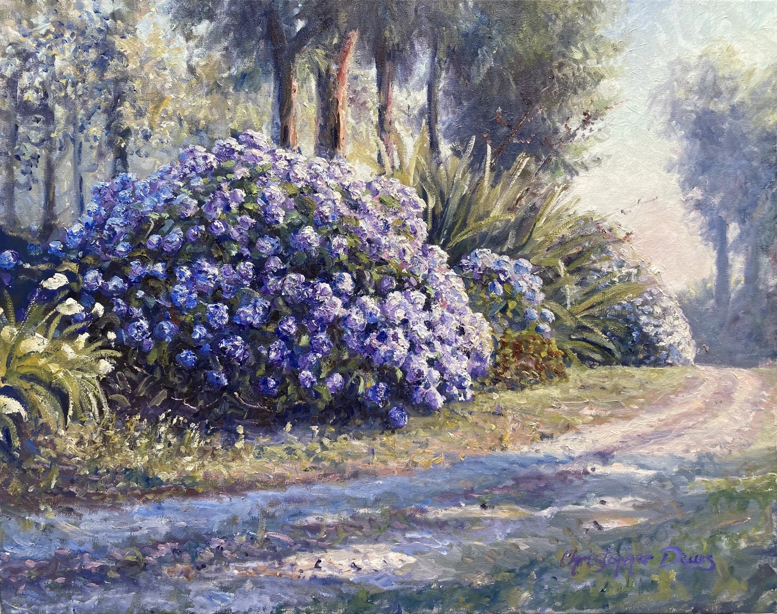 Hydrangeas - Upper Ohauiti 22