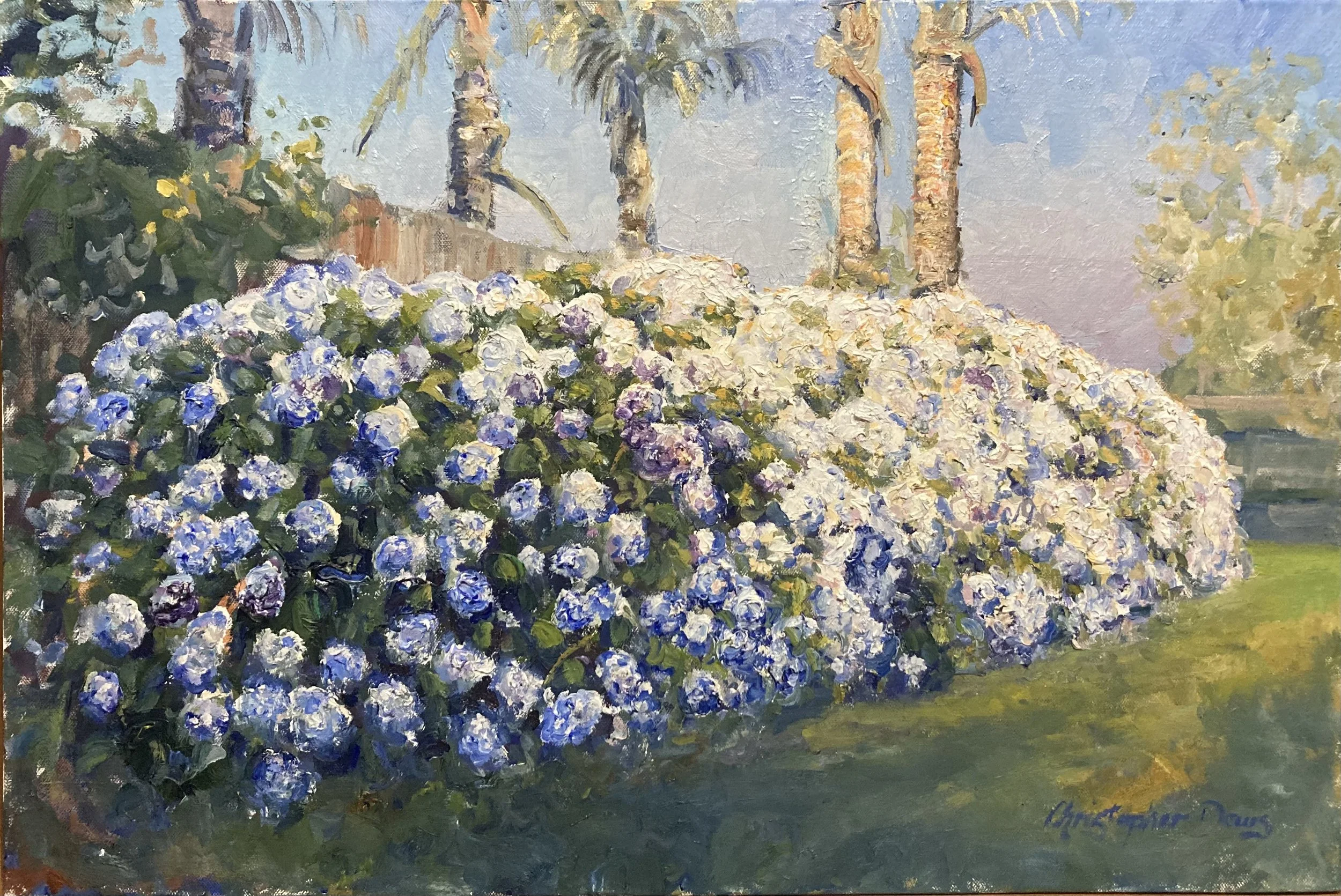 Hydrangeas McFetridge Ln 20