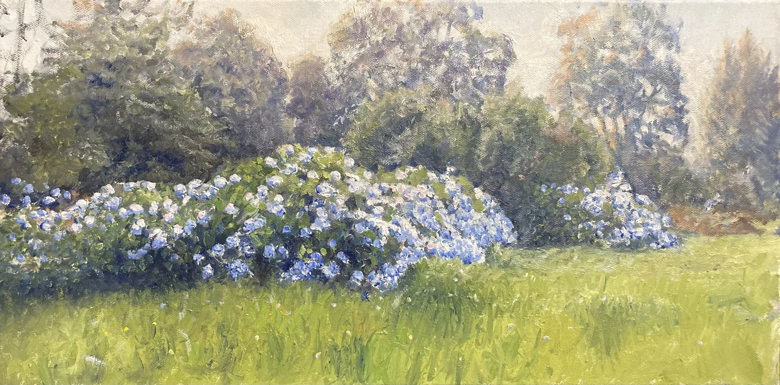 Hydrangeas Upper Pitone rd 20