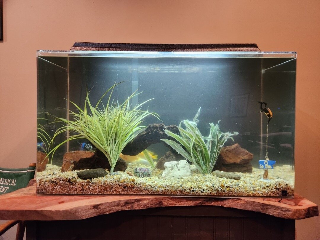 Interested in haveling an aquarium installed or serviced?  Call/text today! 734-686-4147