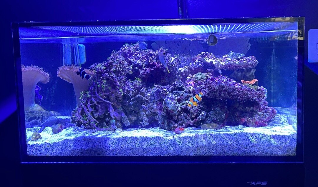 Excited about this mini reef tank!