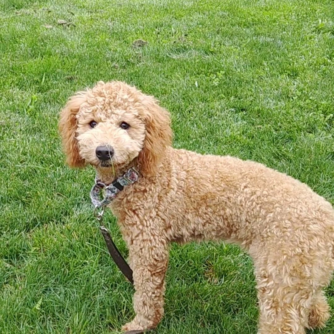 You know Clover's Check In took some effort when she has a piece of grass stuck to her nose...oooh those smells were good and so tough to take a break from!

If your pup knows some great skills at home, but it all falls apart in the real world, most 