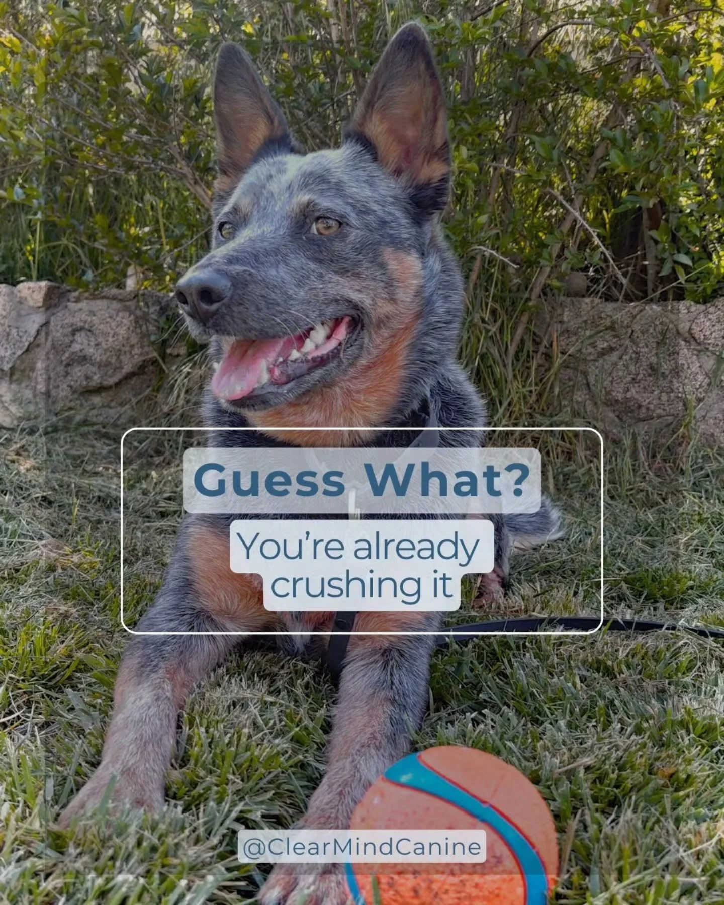 I hear it almost every day.

&quot;I know the problem is all me&quot;

&quot;I need more training than my dog!&quot;

&quot;I'm so anxious on walks I know their reactivity is coming from me&quot;

&quot;Im so uncoordinated I just cant get the timing 