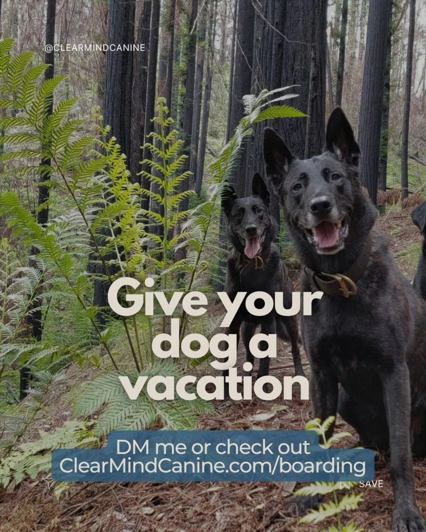 Just a couple of spaces available for boarding over Thanksgiving and Christmas this year! 

Reach out if your pup needs a safe, secure and fun place to stay. All care is done by myself, a professional trainer of over a decade with extensive experienc