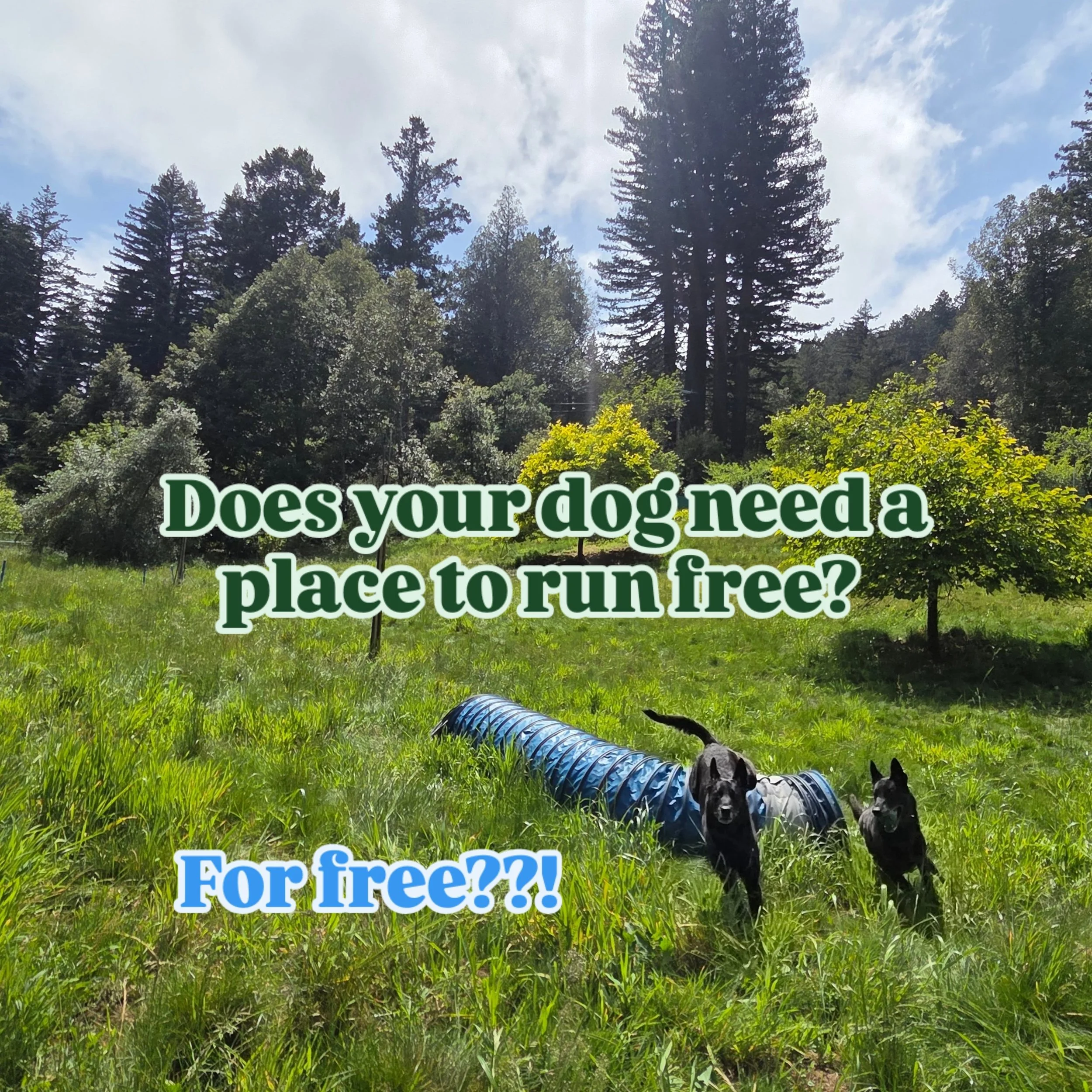 The Orchard is a 1 acre field of rolling hills and fruit trees available for rent as a private, safe place for dogs to come run, train and hangout.

Two years ago I tilled the whole space and planted a fine fesuce grass thats drought resistant and do