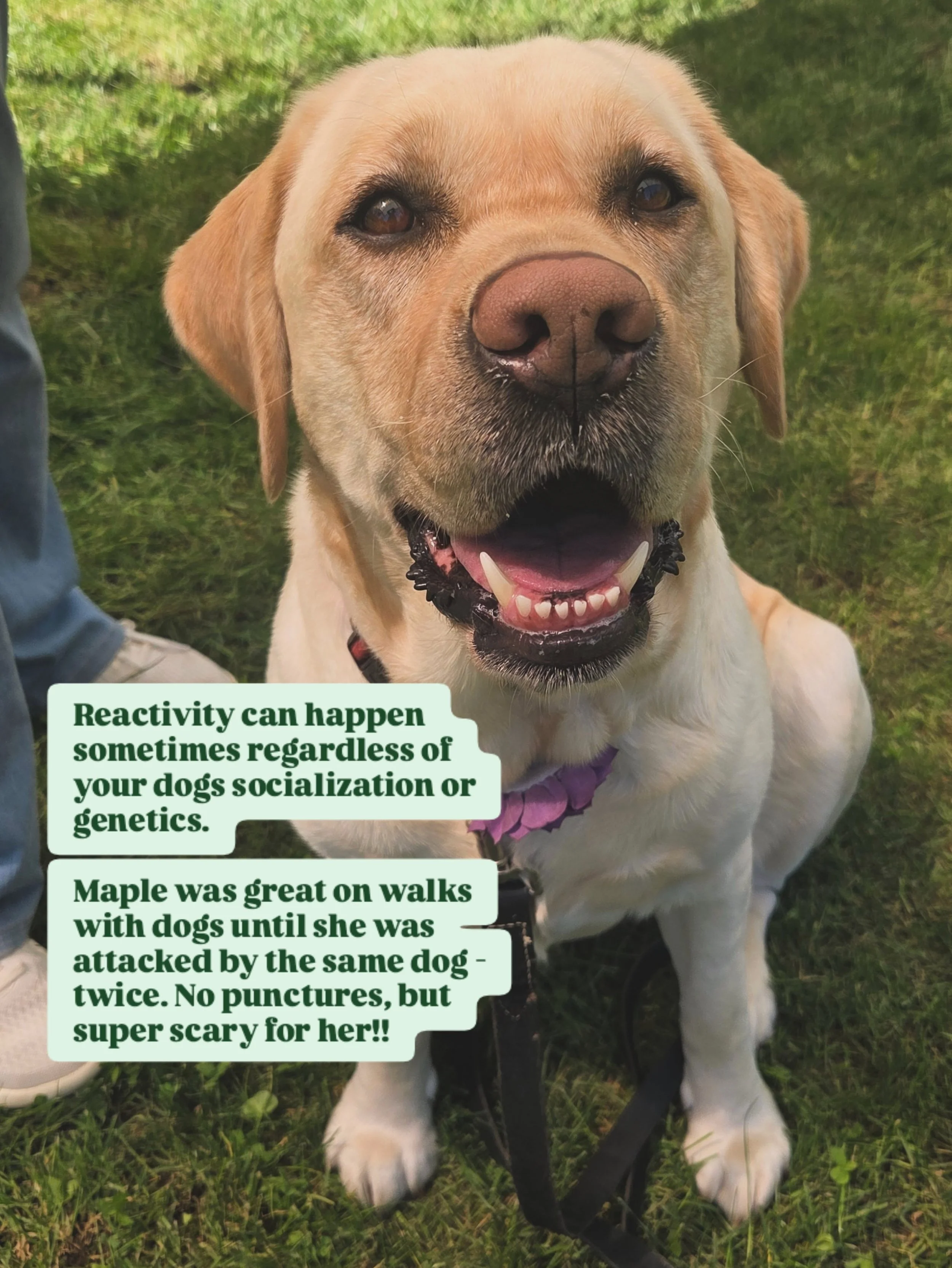 Reactivity is contiguous. 

That dog barking behind its fence every day on your walks? Scary.
That off leash dog running over while the owner claims "hes friendly!" Yeah,  way scary.

Imagine every trip to Costco a stranger randomly popped 