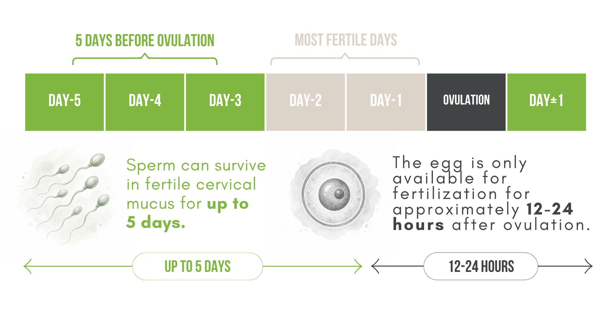 Fertile window timeline showing sperm may survive in fertile cervical mucus for up to five days before ovulation, while an egg may be available for fertilization for approximately 12 to 24 hours after ovulation.