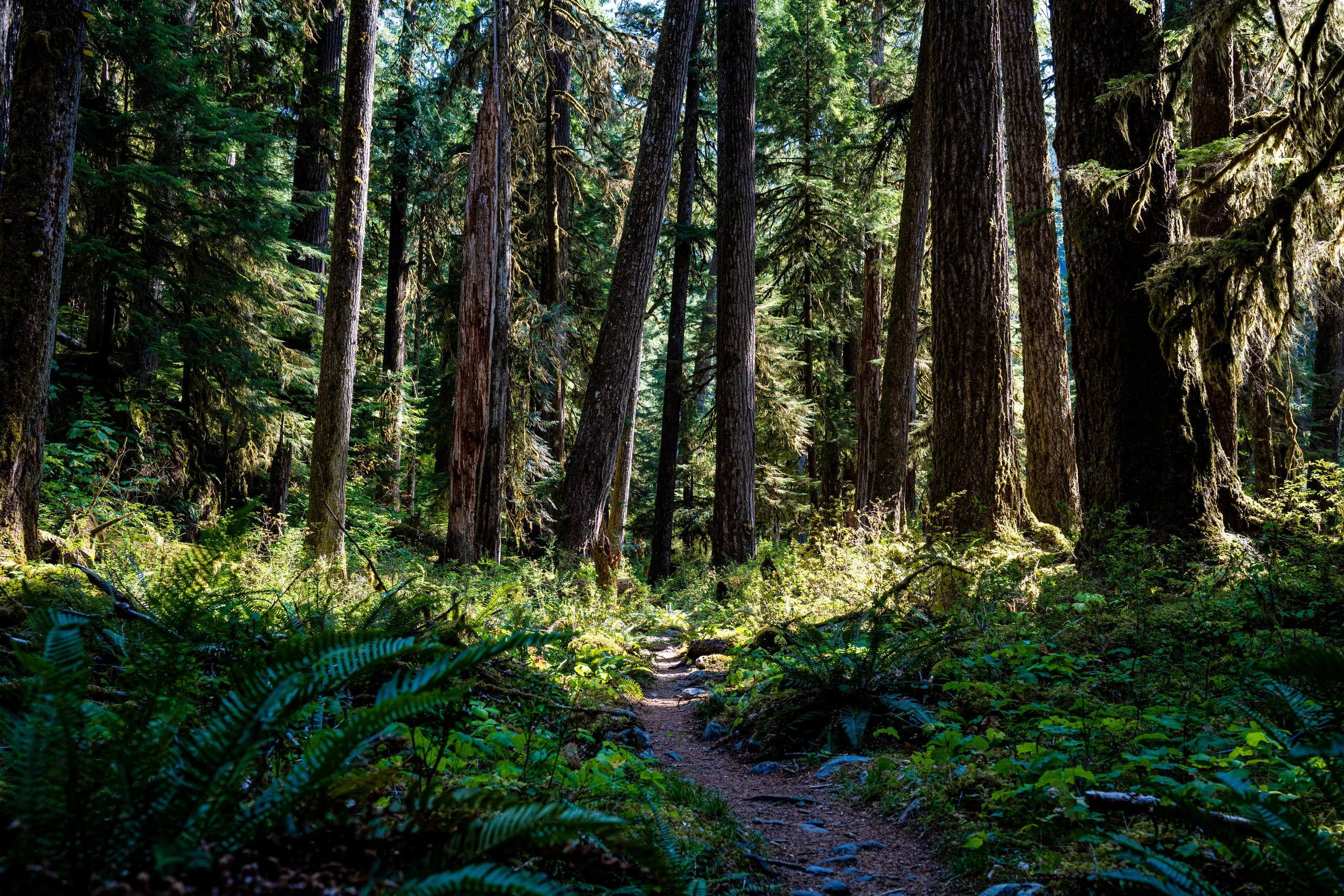 lost in the olympics