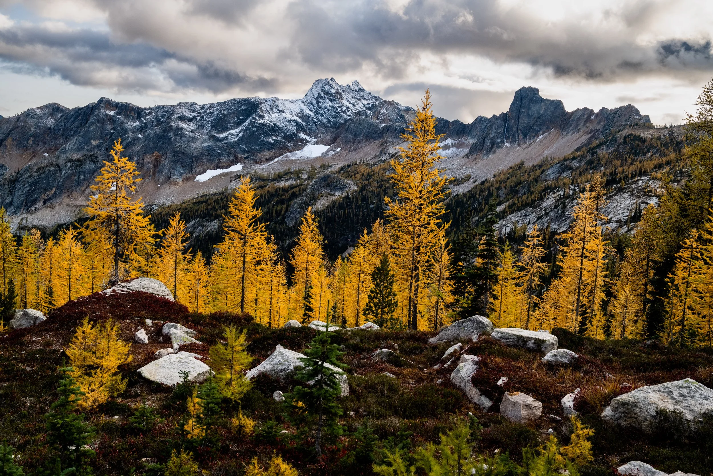 golden larches