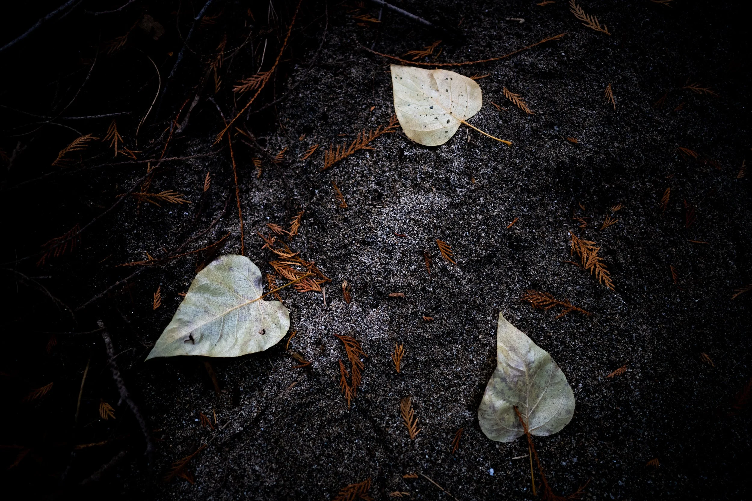 Three heart leaves.jpg