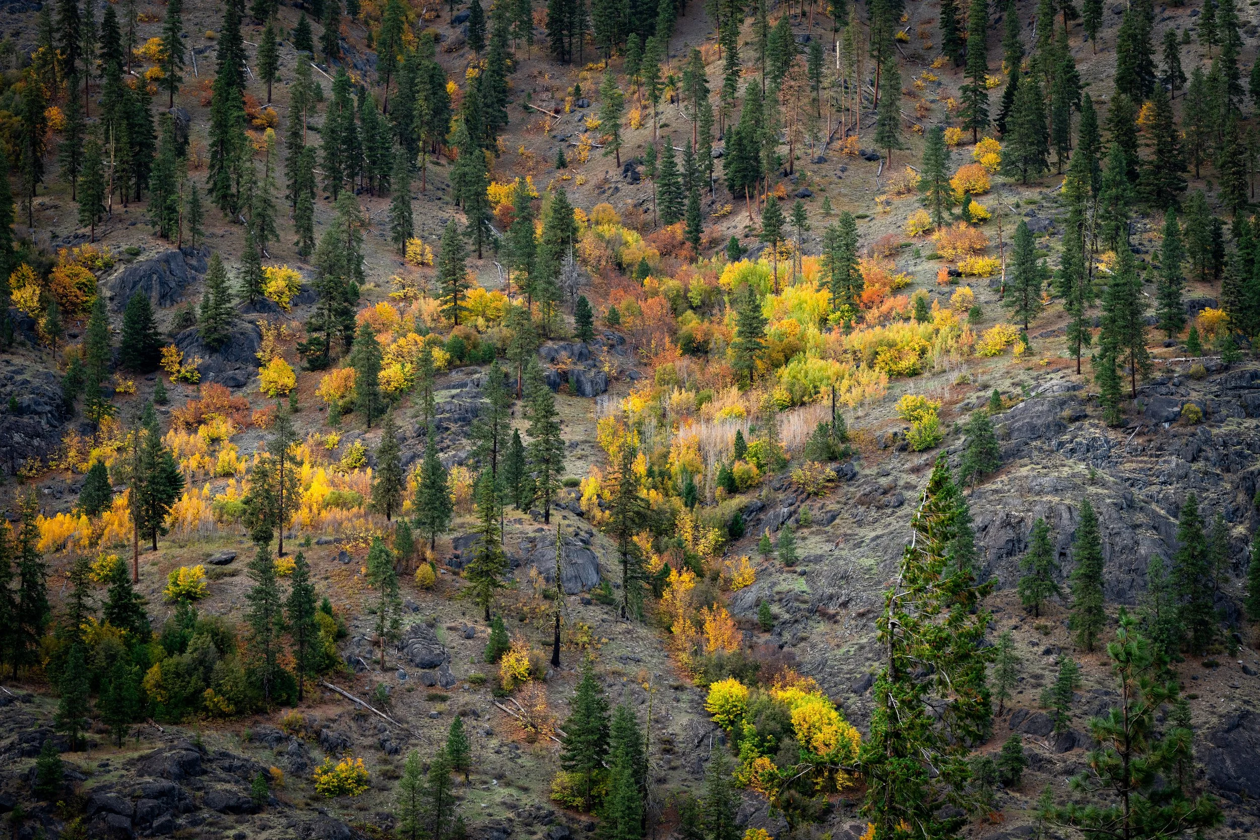 Many fall colors.jpg