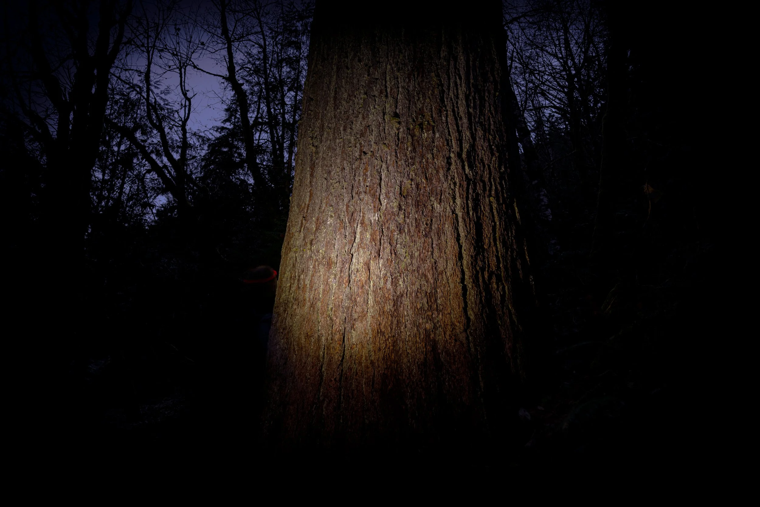 Big tree illuminated.jpg