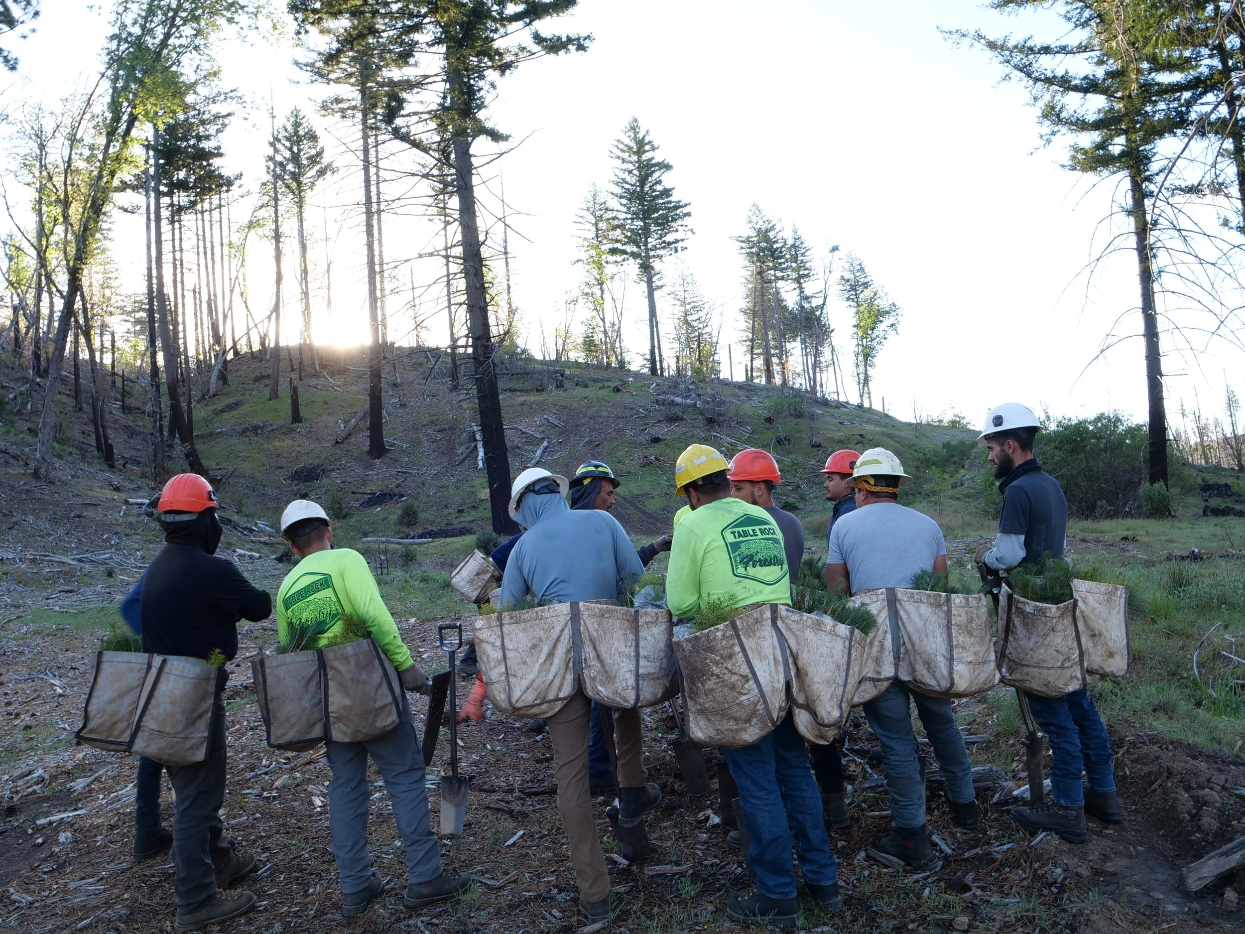 Reforestation Efforts Expand Across the Mendocino National Forest