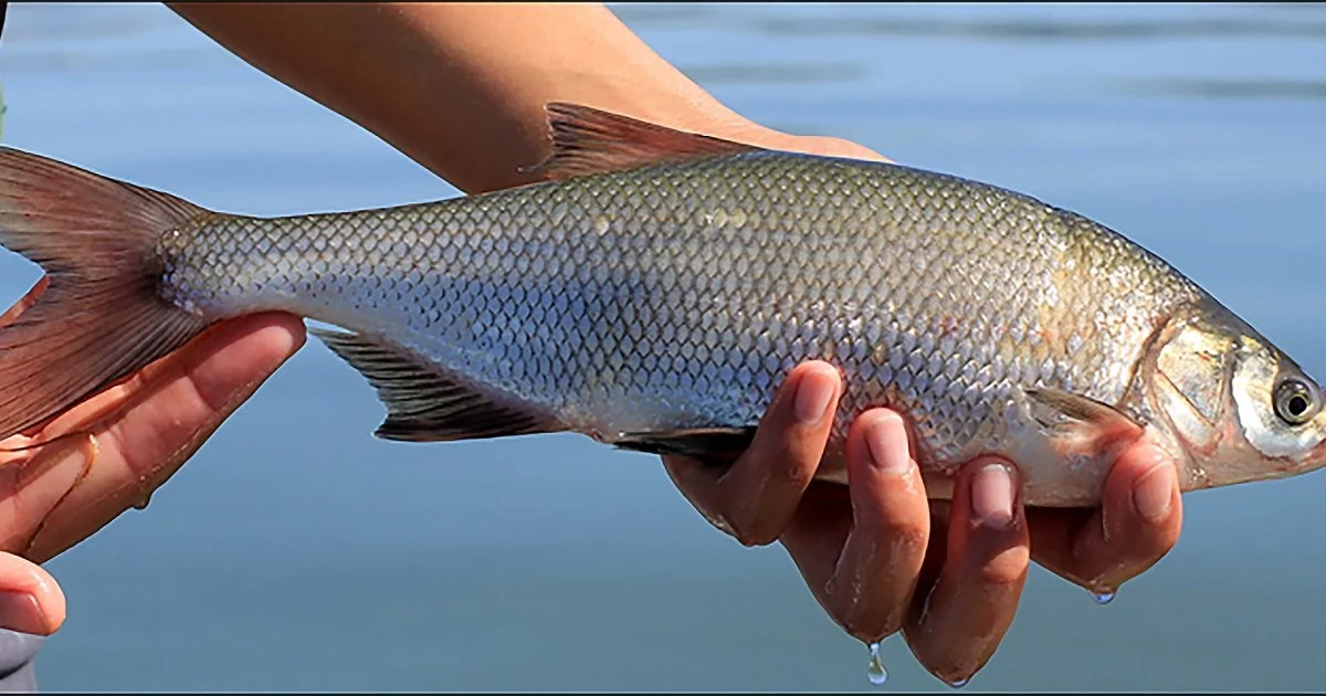 clear_lake_hitch_credit_usgs_resized.jpg