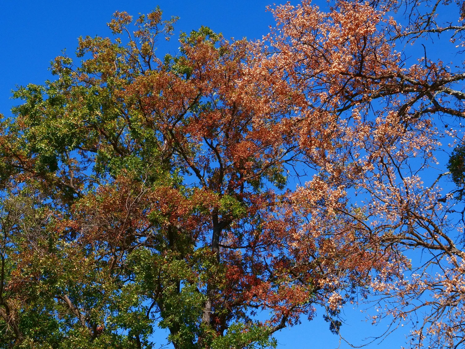 Mobbin Tree Mediterranean Oak Borer Monitoring Project — Clear Lake Environmental ...