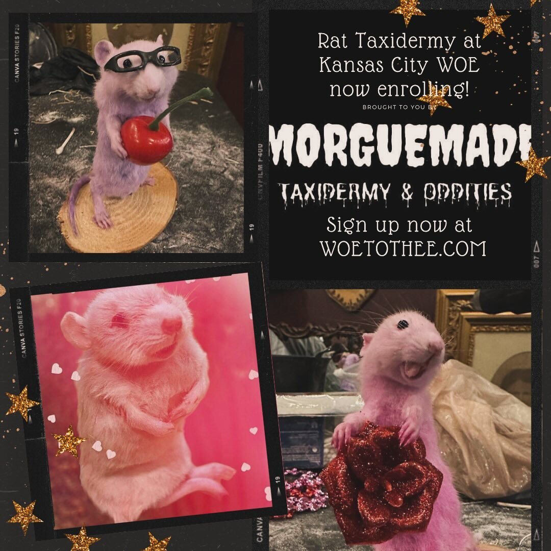 🚨🚨 We are now enrolling for the Rat Taxidermy Workshop at the Kansas City World Oddities Expo! Sign up now to reserve your spot at
👉🔗🔗 WOETOTHEE.COM 🔗🔗👈

🐀🪡 This WOE favorite workshop is brought to you by MorgueMade! Instructor Allison Doty