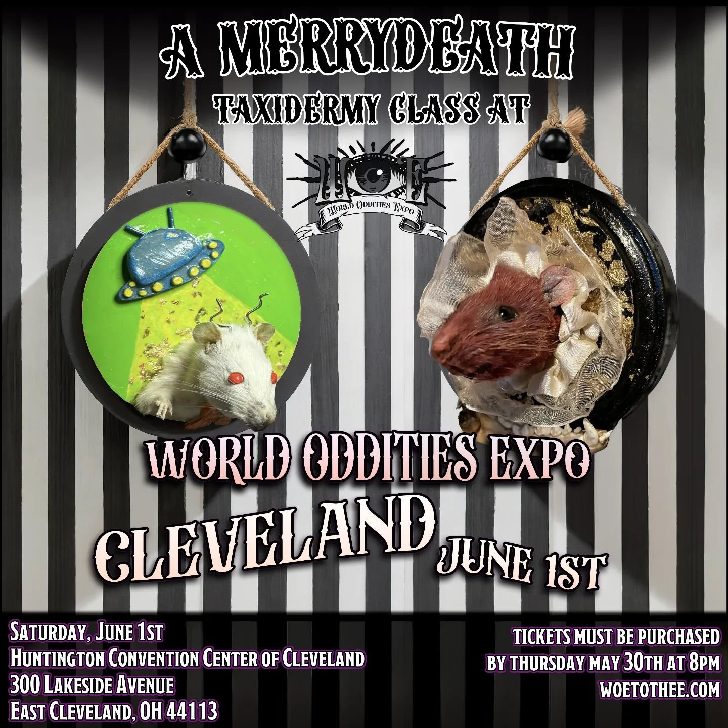 👁🐭 WOE CLEVELAND is proud to announce MERRYDEATH Taxidermy! 🥳👁
Learn taxidermy basics in a friendly environment and come home with a rat shoulder mount of your very own!
Taught by taxidermist Meredith Thomas, this class will offer students hands 