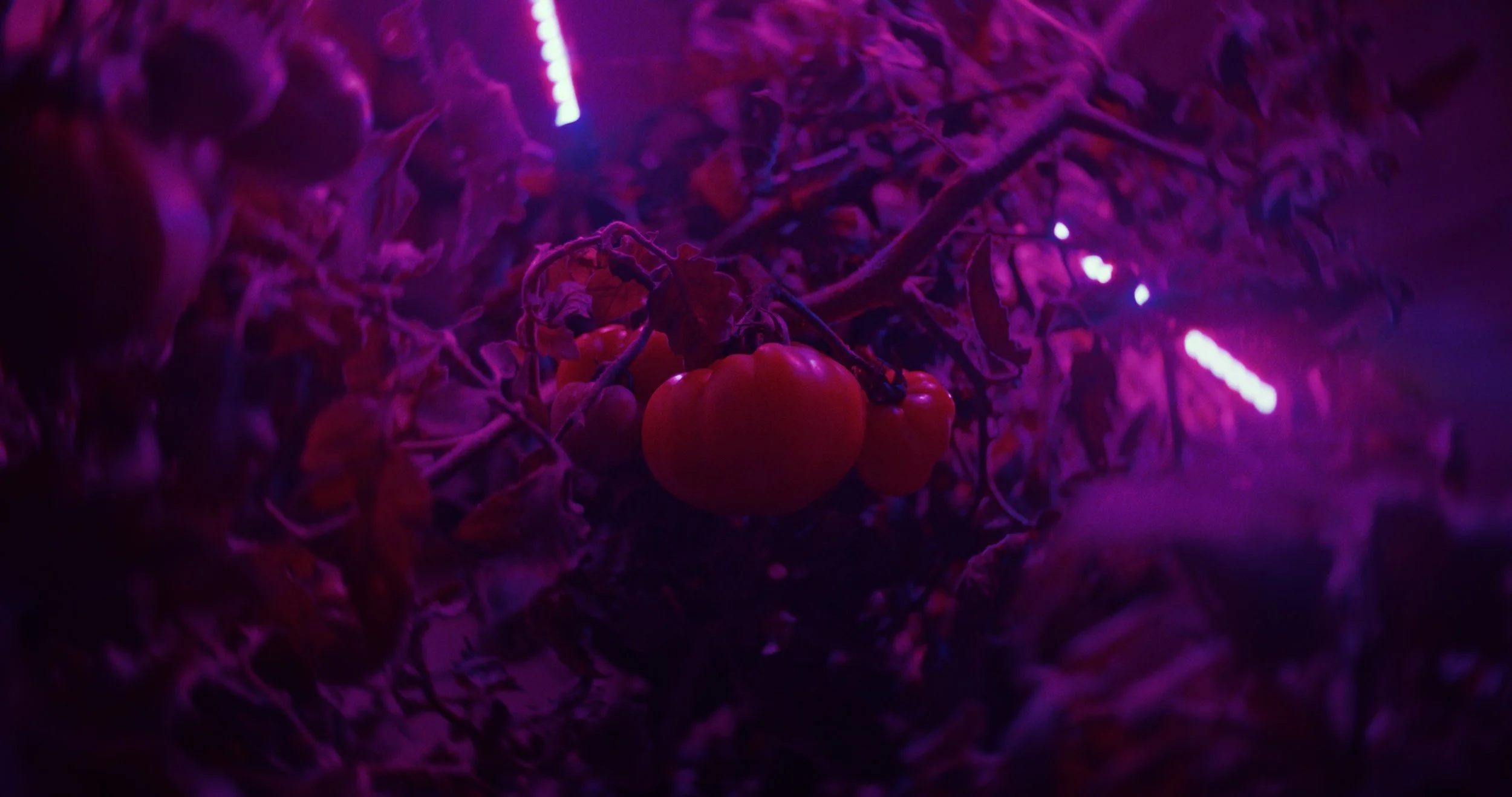 HEIRLOOM