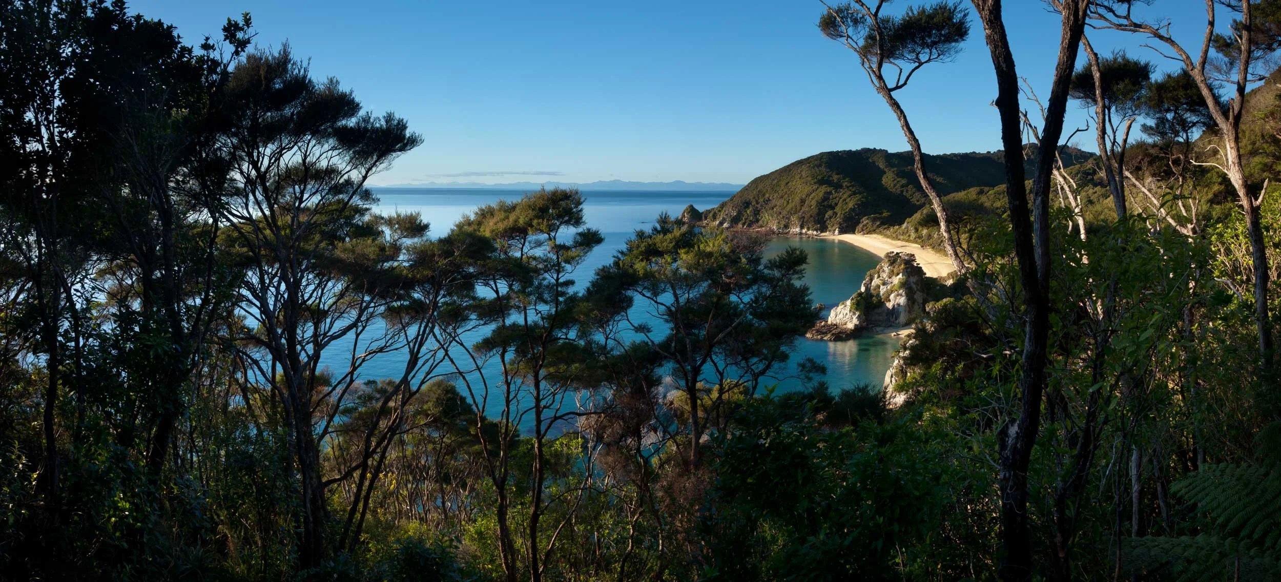 Looking through native bush at Anapai Bay on a sunny day
