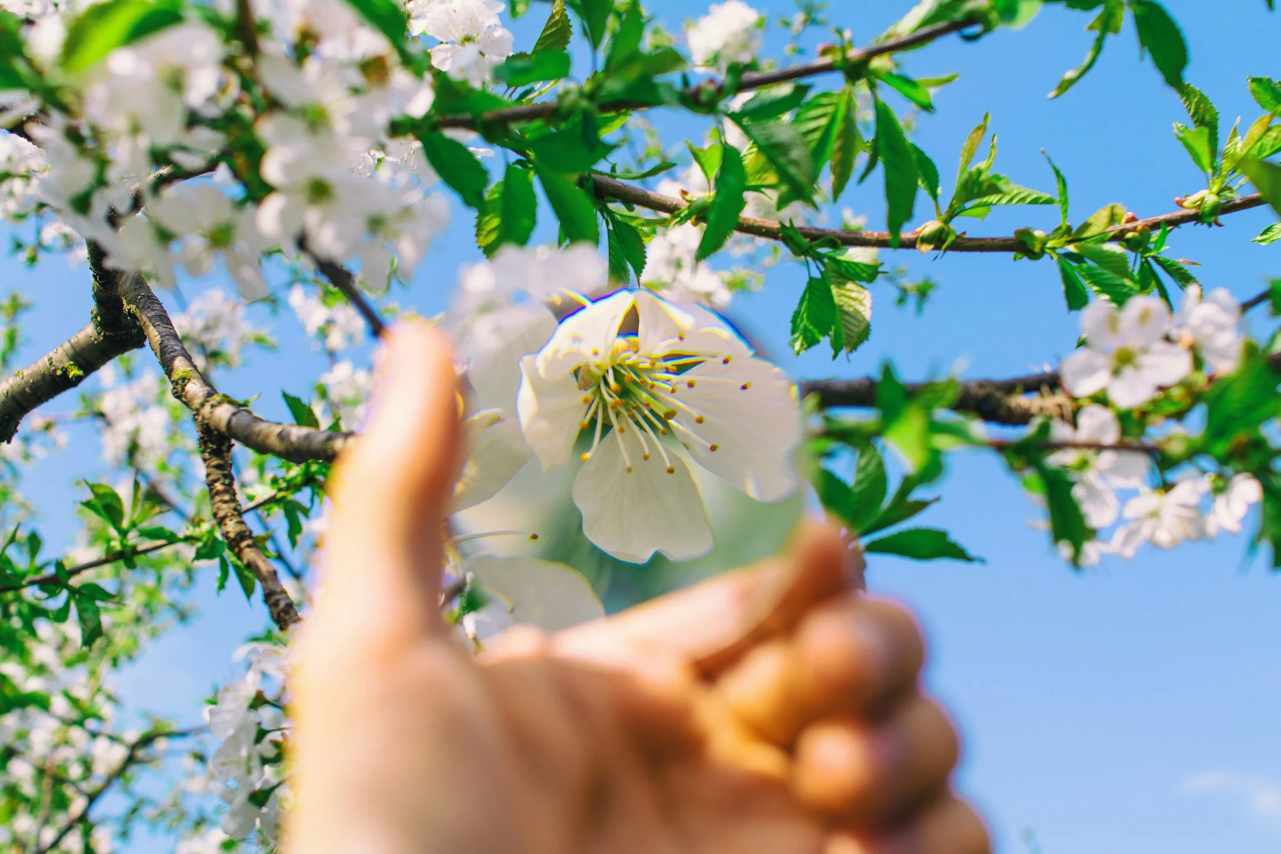 A person is reaching toward a white flower on a tree branch, with green leaves and a clear blue sky in the background.