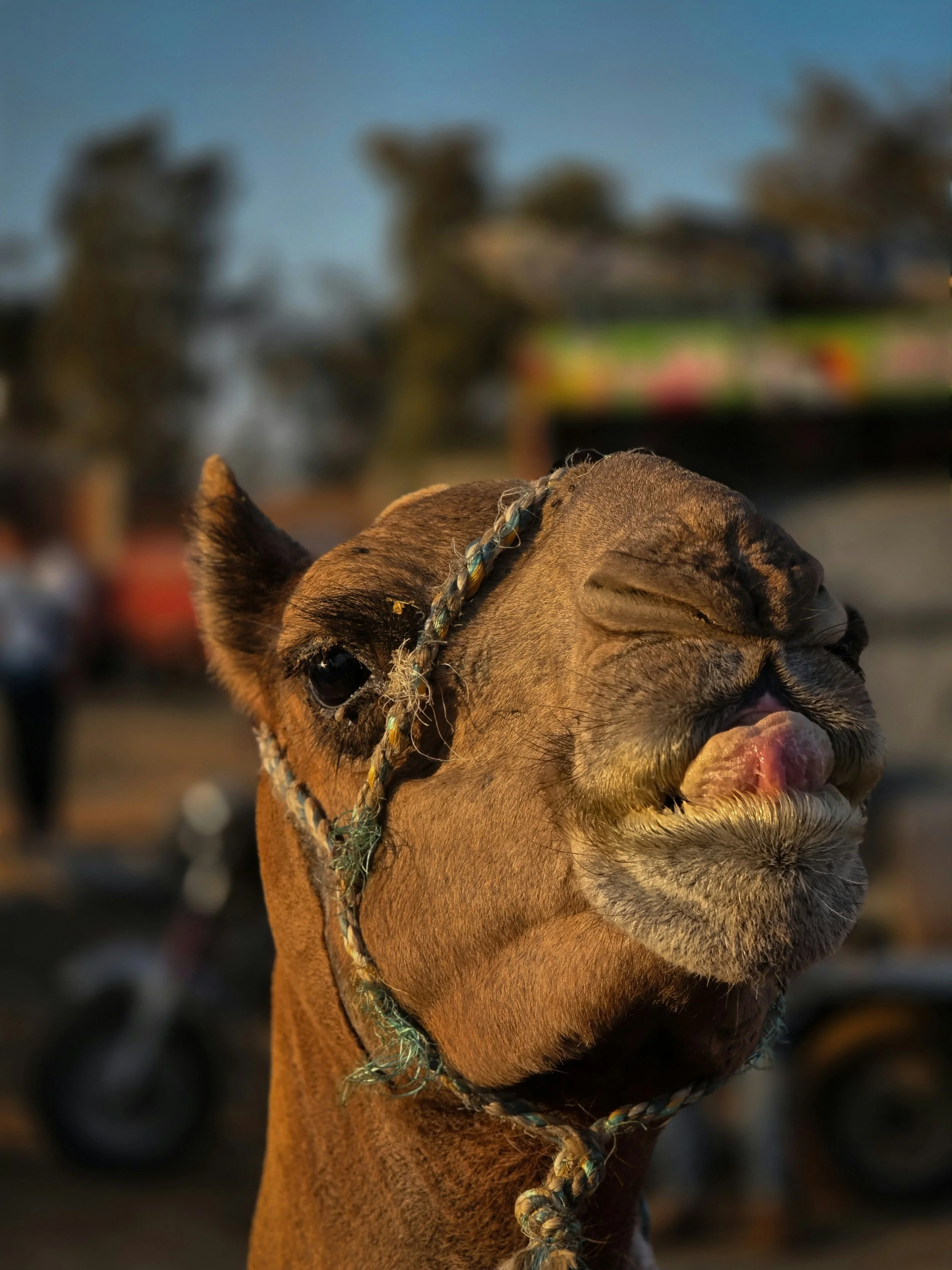 The Story part 6 Jericho to Bethlehem