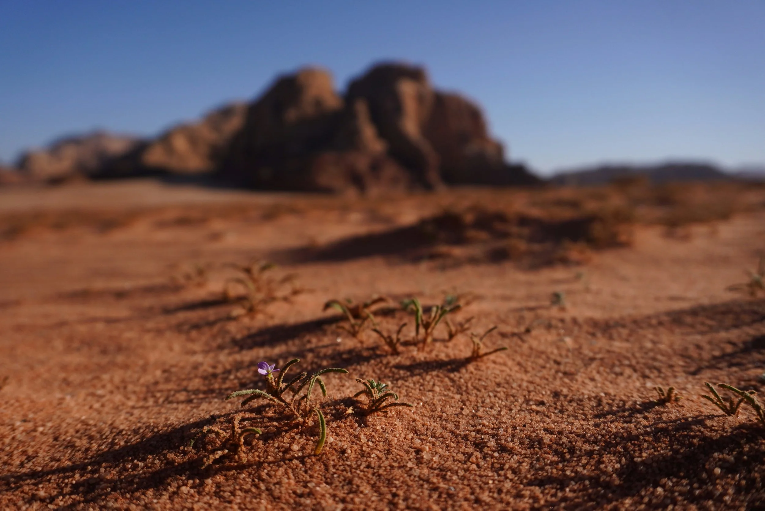 The Grace of Goodness