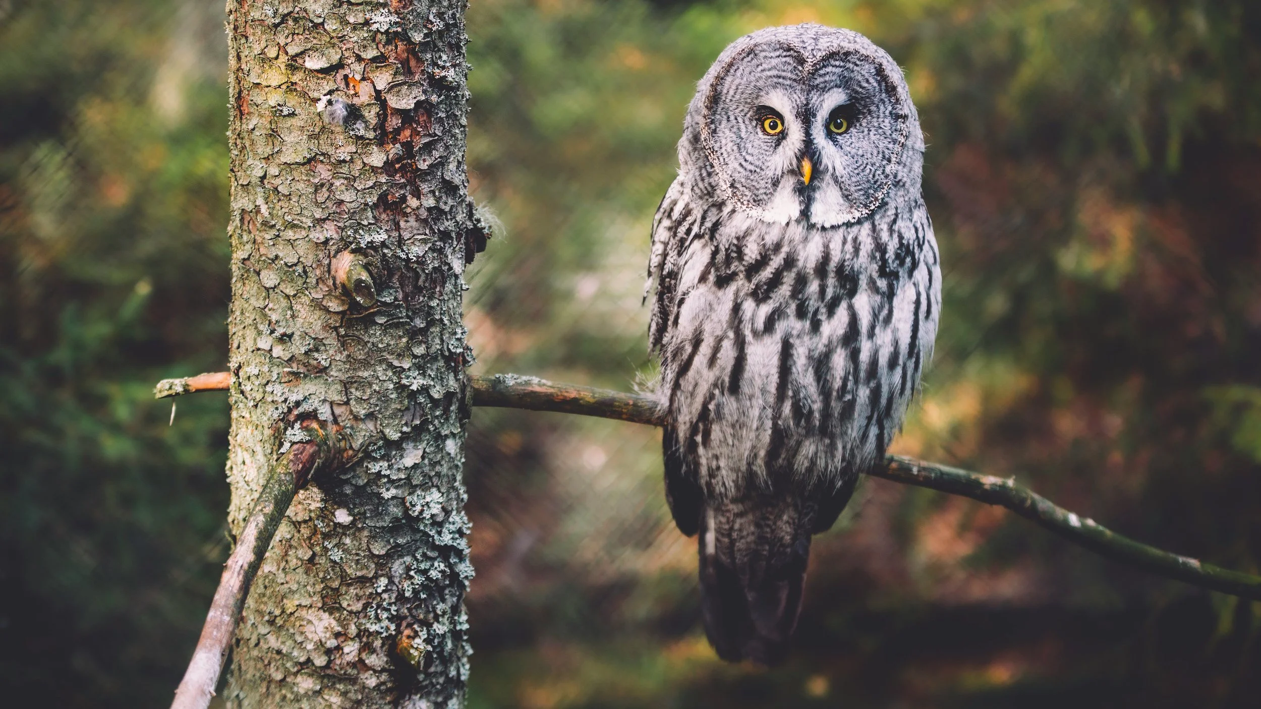 Free to be wise