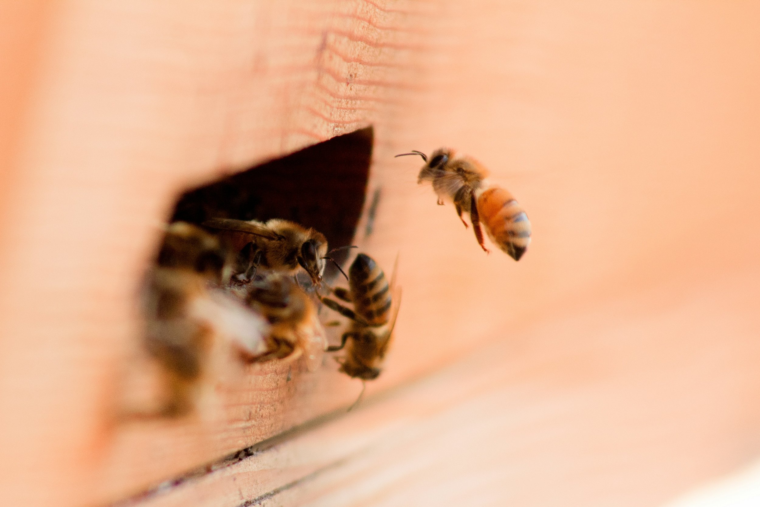 Bees entering and exiting a wooden bee hive