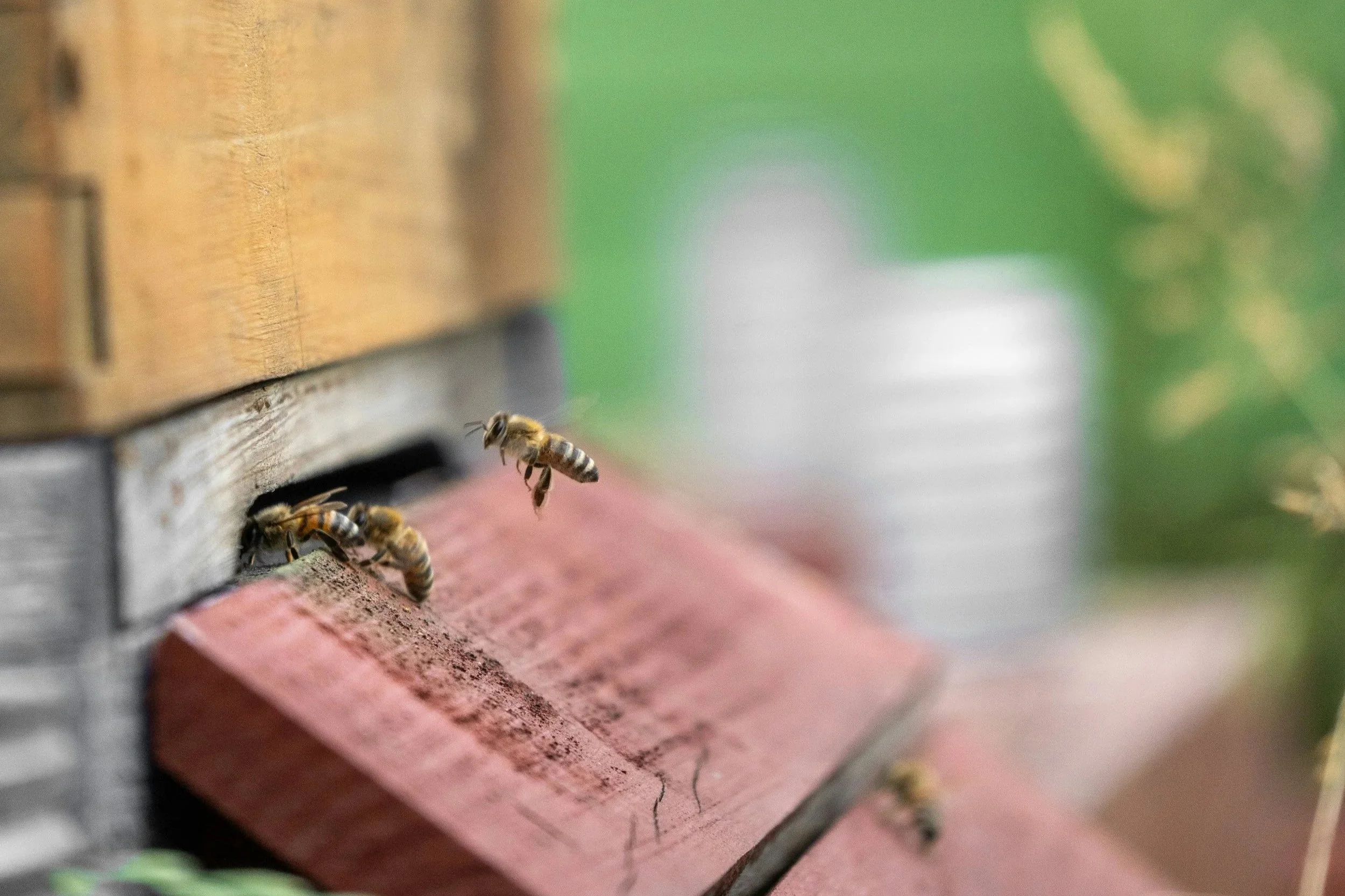 Bees entering and exiting a wooden bee hive