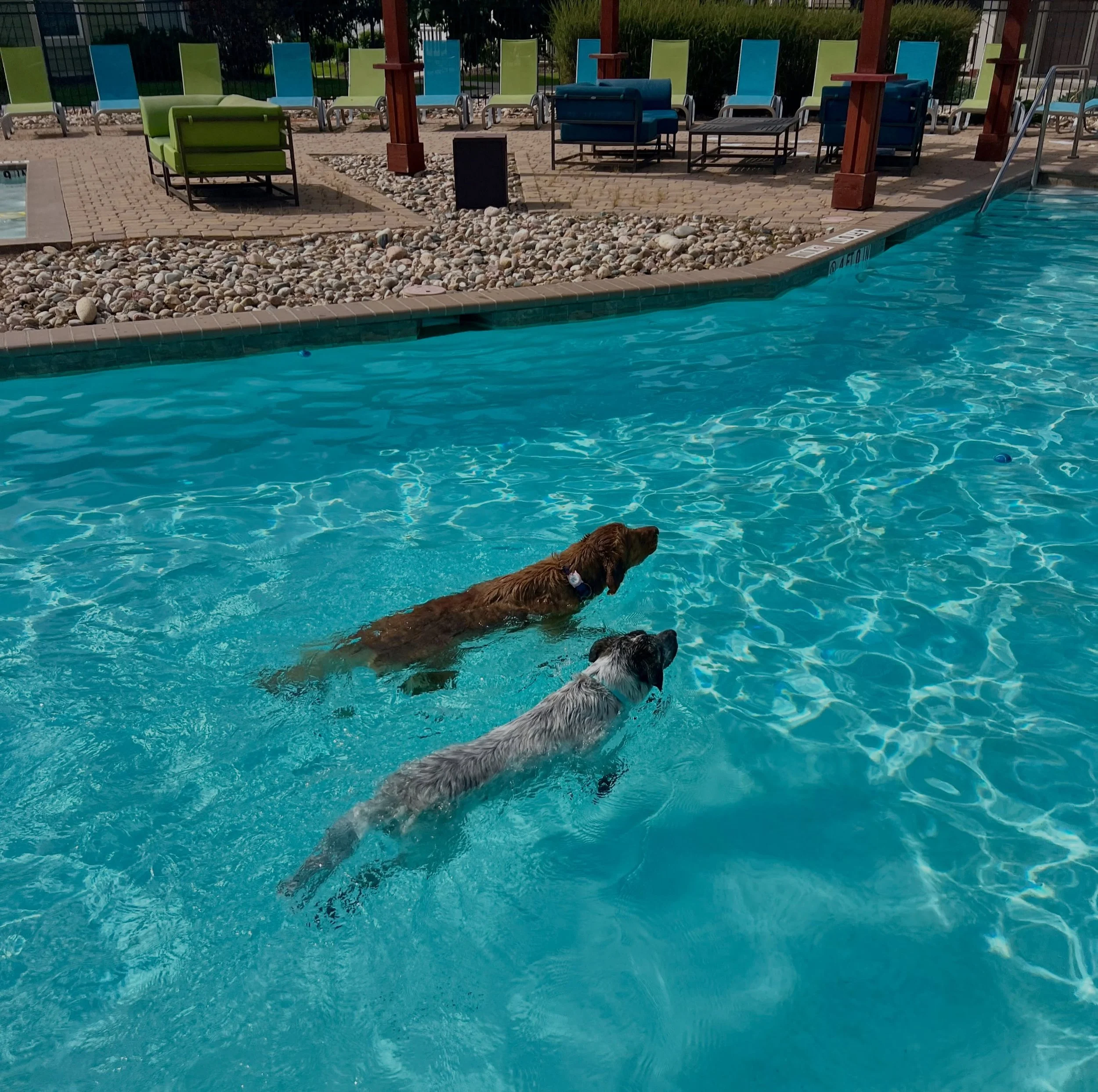 🌴 BEST. POOLDAY. EVER!!! 🌴

🐕 Our furry friends here at the Outpost helped us make the last pool day the AWESOMEST pool day!! A huge thanks to @poudrepetfeedsupply who made this day even better by giving these pups treats, balls, bowls, and more!!