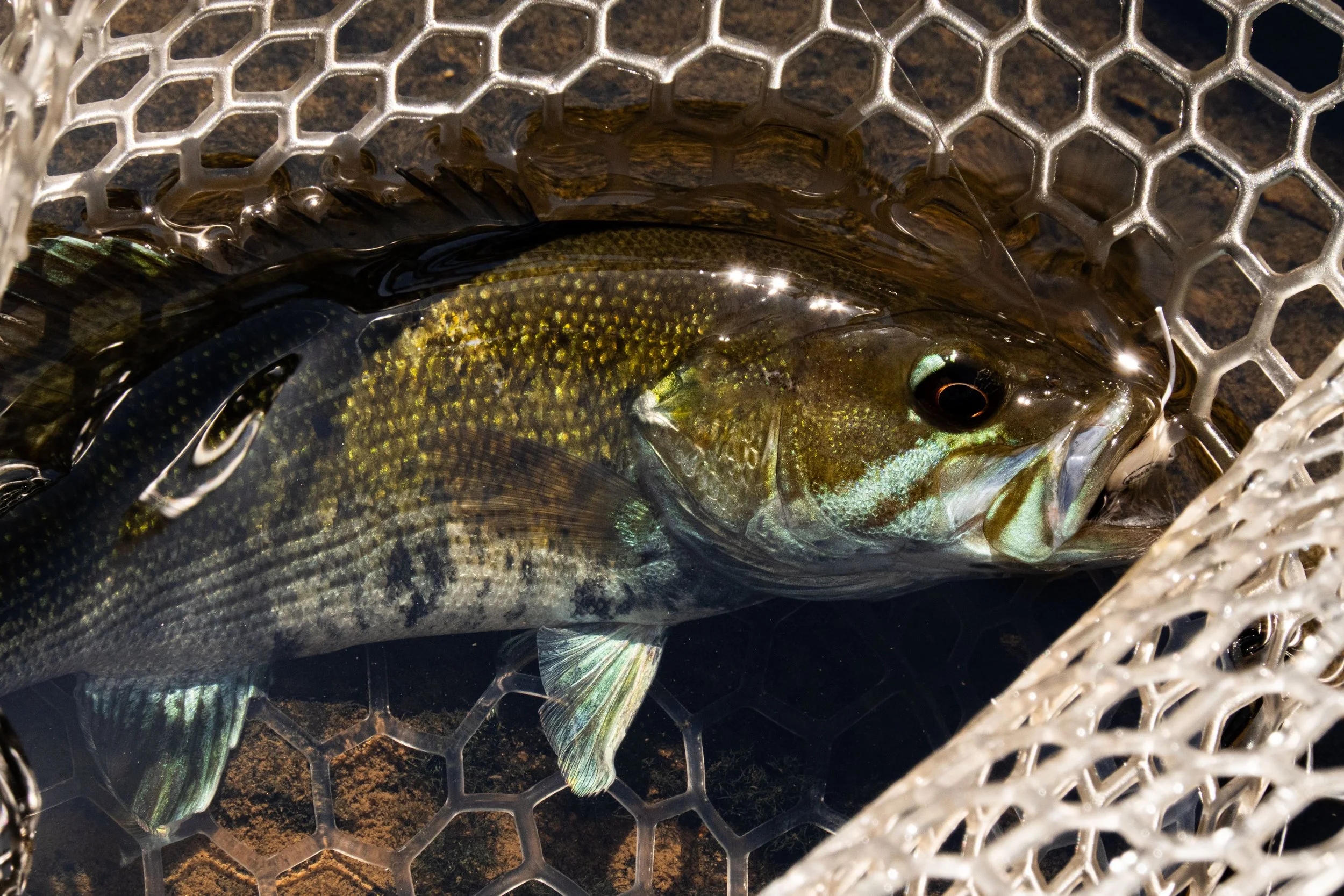 beautifulcolorfish.jpg