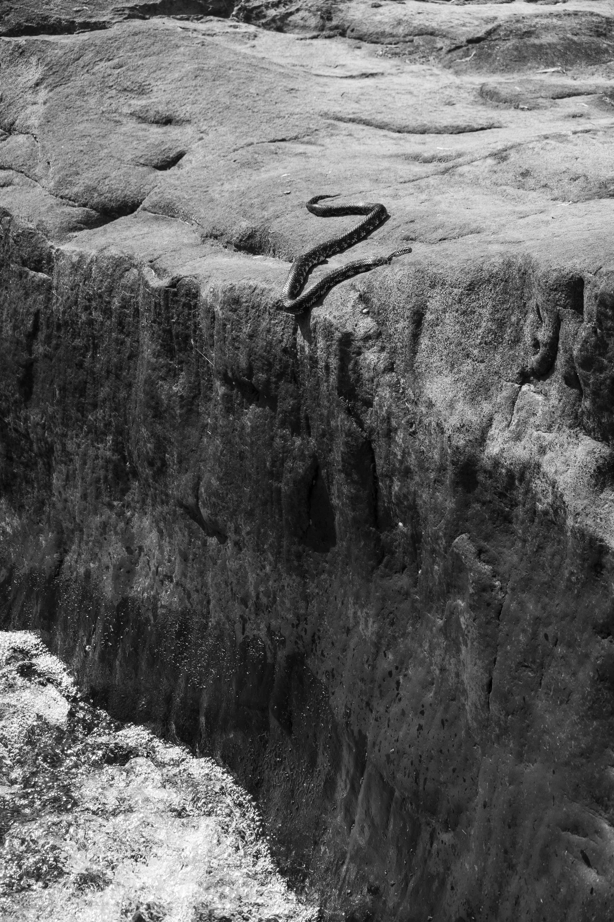 snakey.jpg