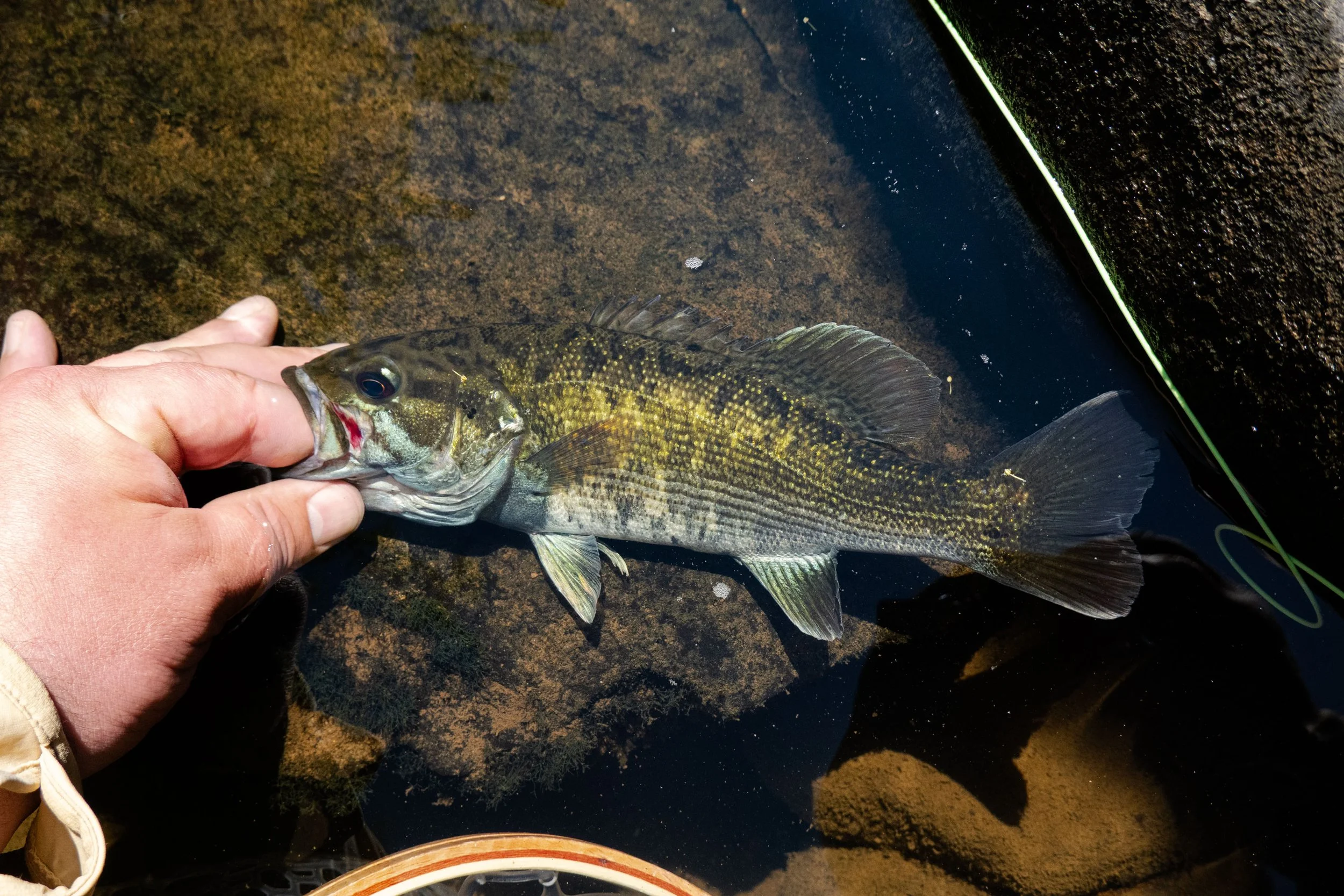 fishcolor.jpg