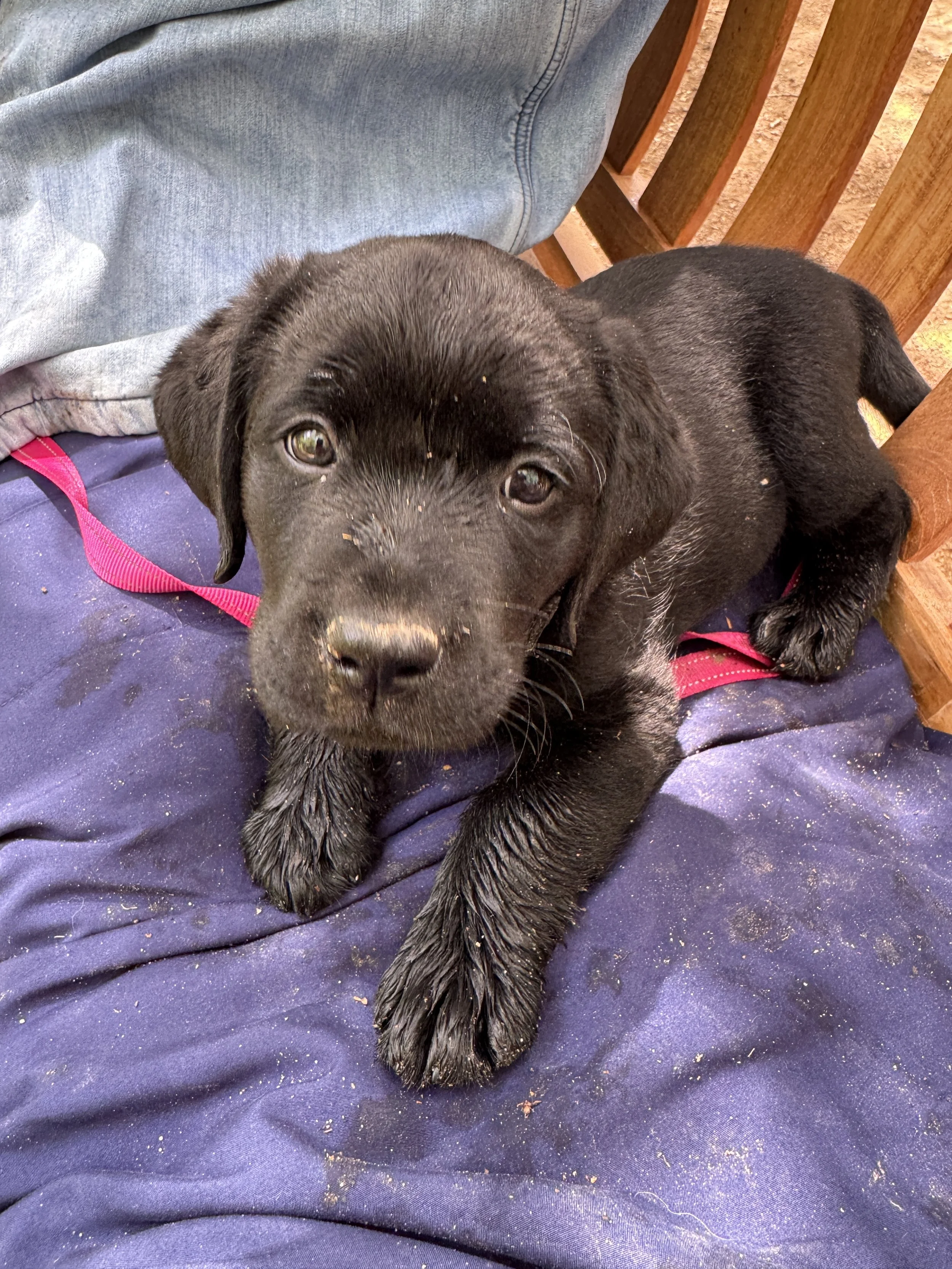 To Pup or Not to Pup? THAT is the Question