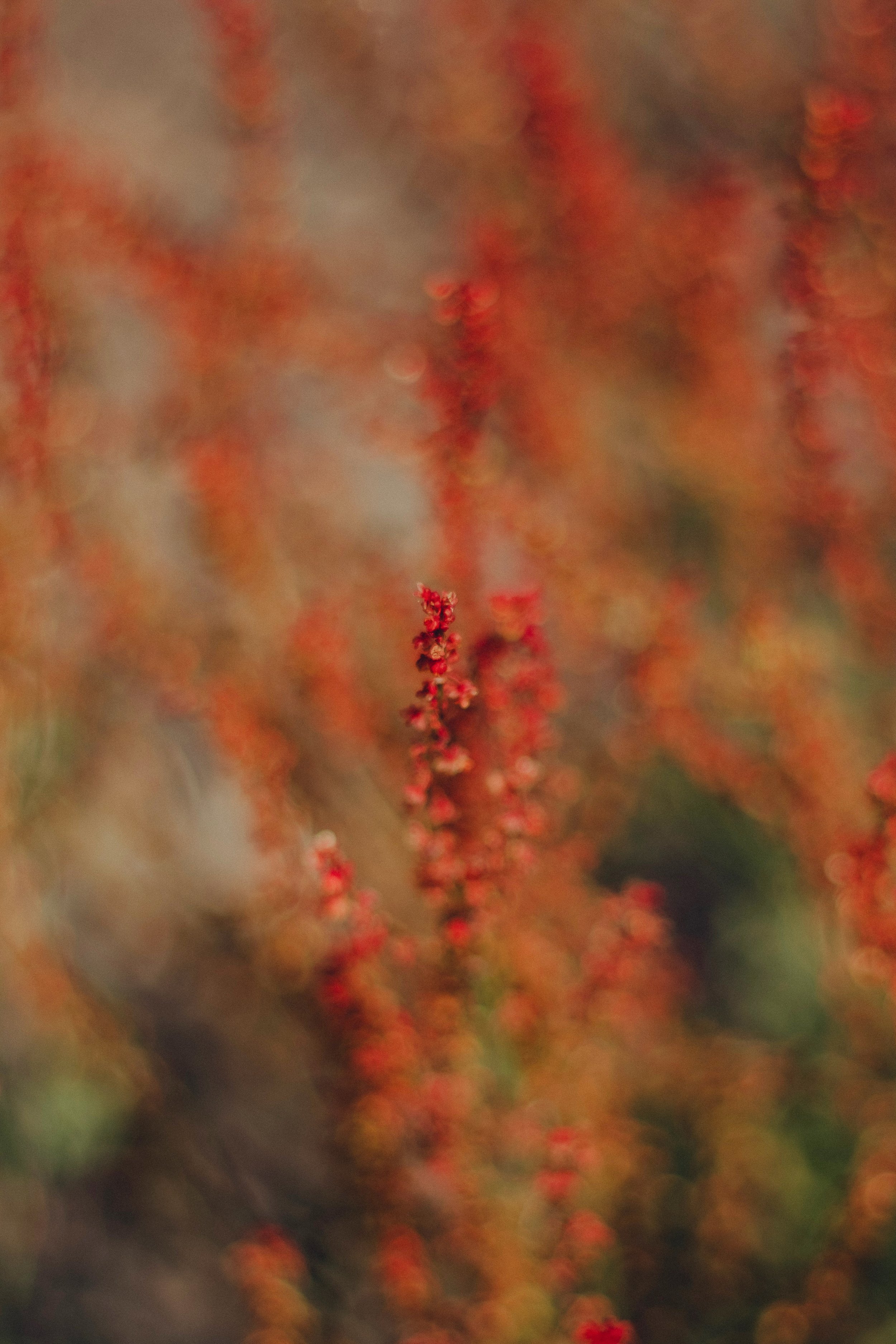 Flower Print - 3-1.jpg