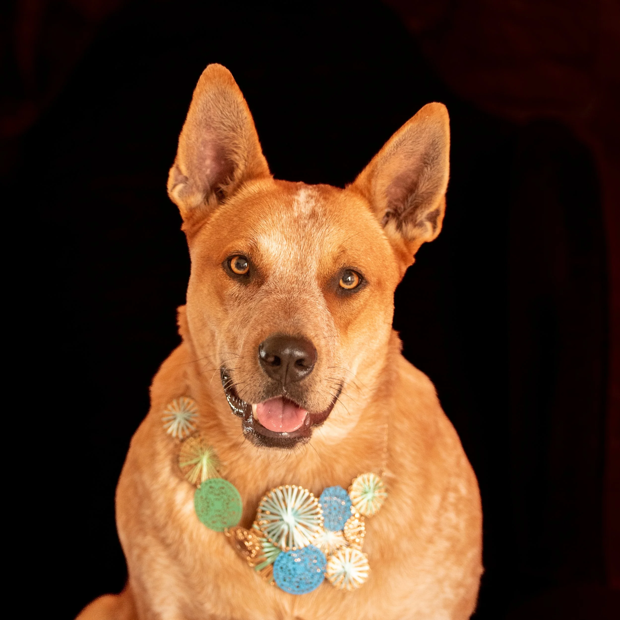 Angelika Waesch Bendigo dog image