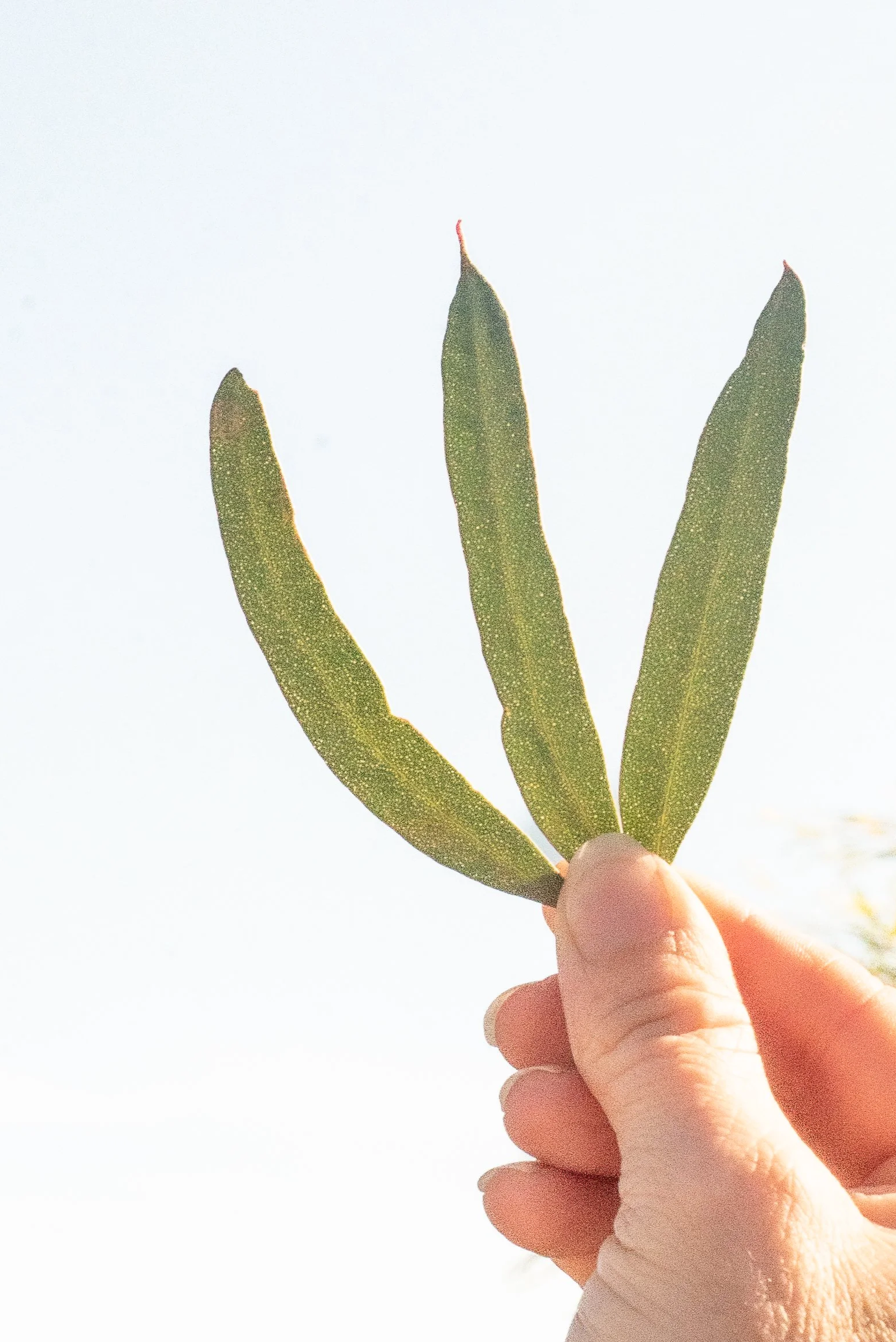 Eucalypt2-5.png