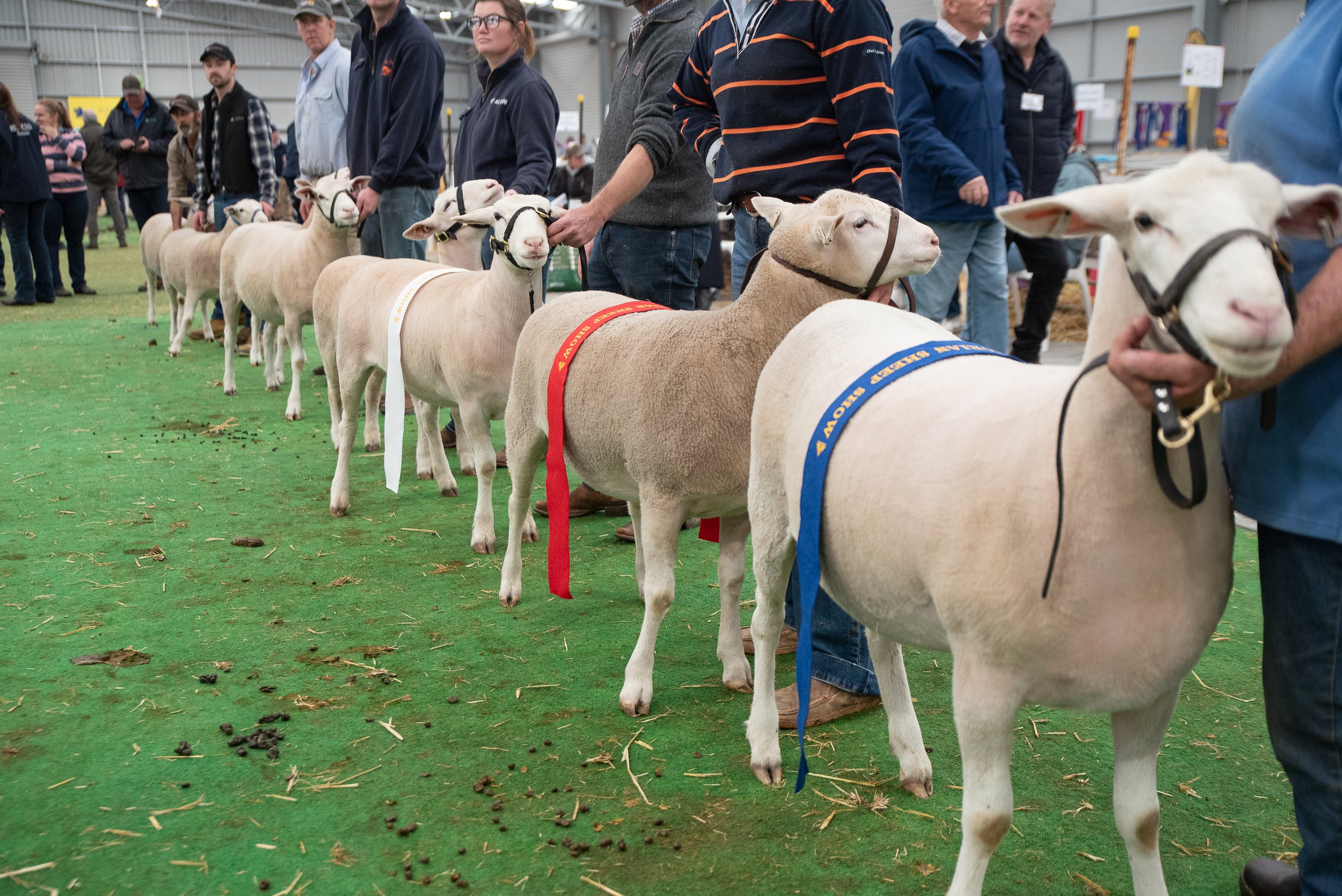 Sheep breeds at the 2026 Victorian Sheep Show, hosted by the Ballarat Agricultural and Pastoral